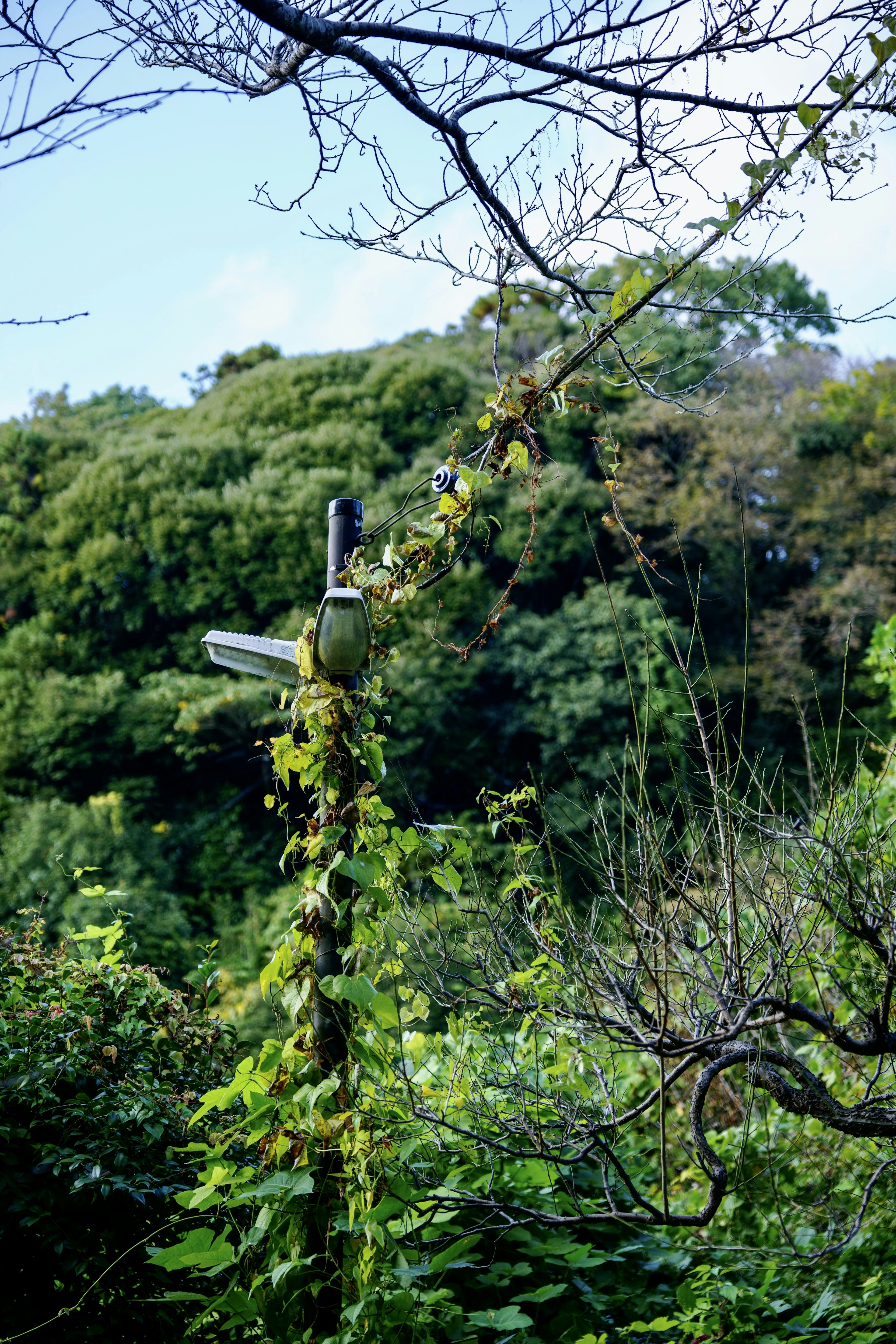 緑に覆われた標識と豊かな自然の風景