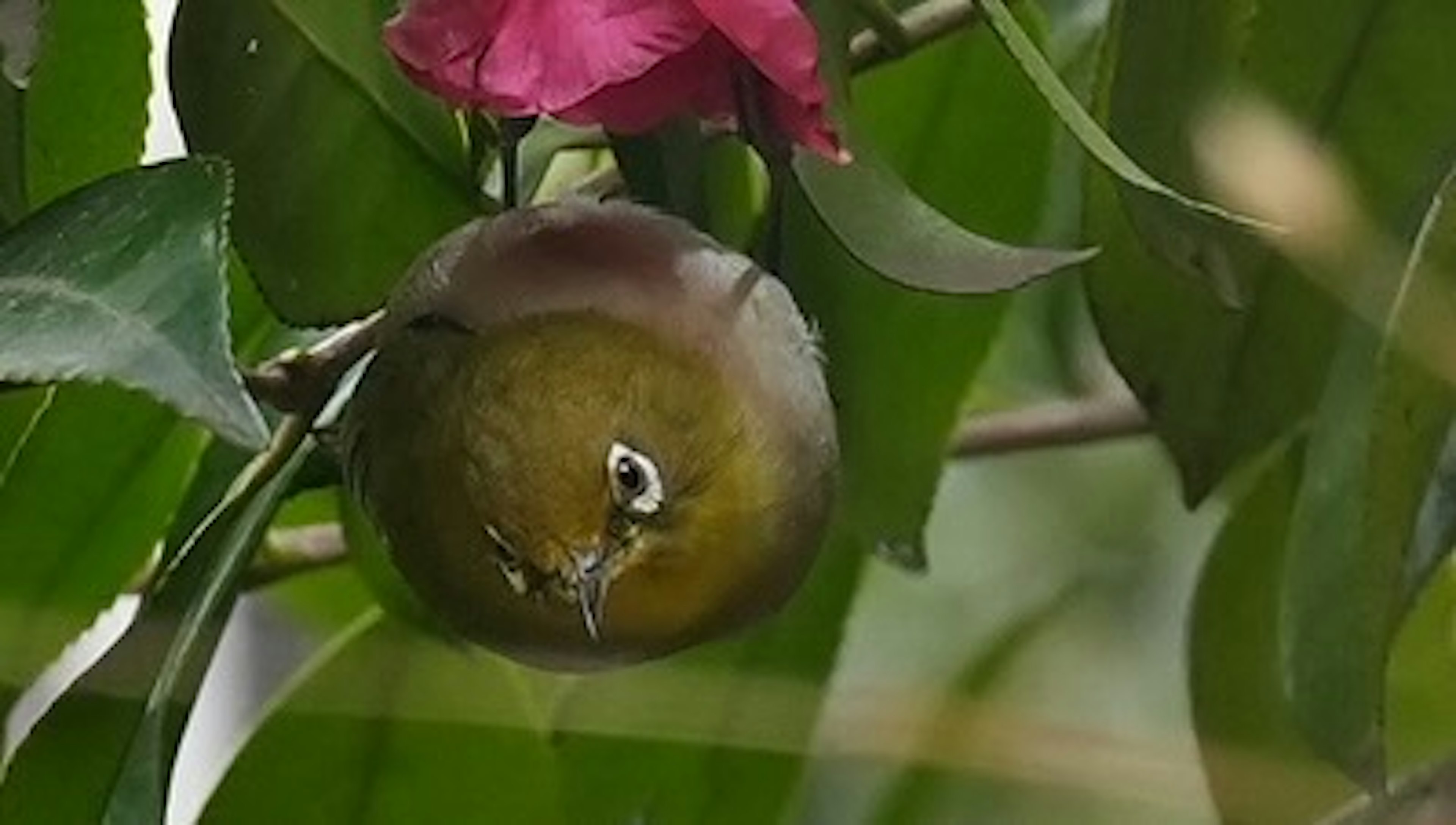 A small bird perched among green leaves and a red flower