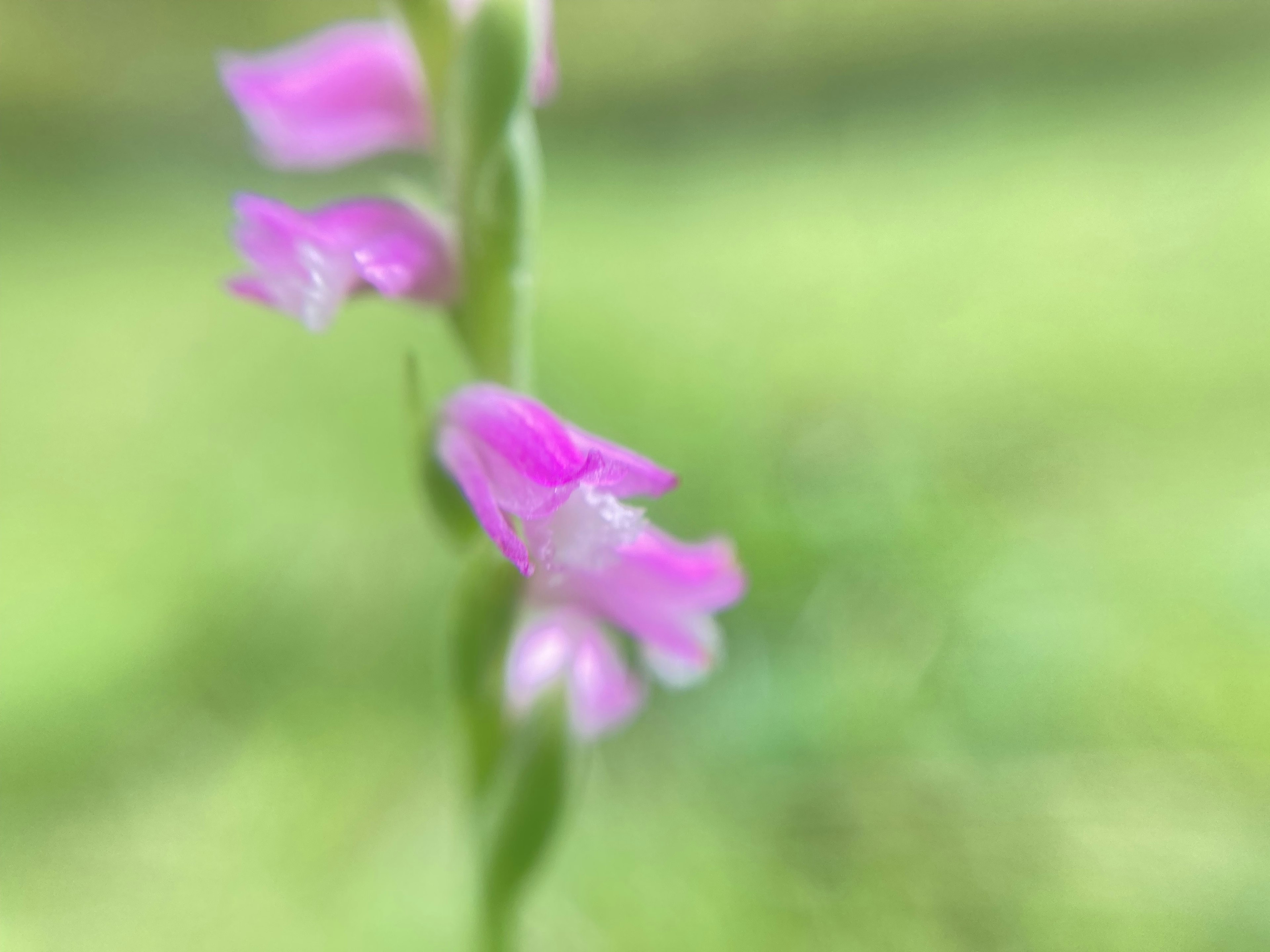 Zarte rosa Blumen vor unscharfem grünem Hintergrund