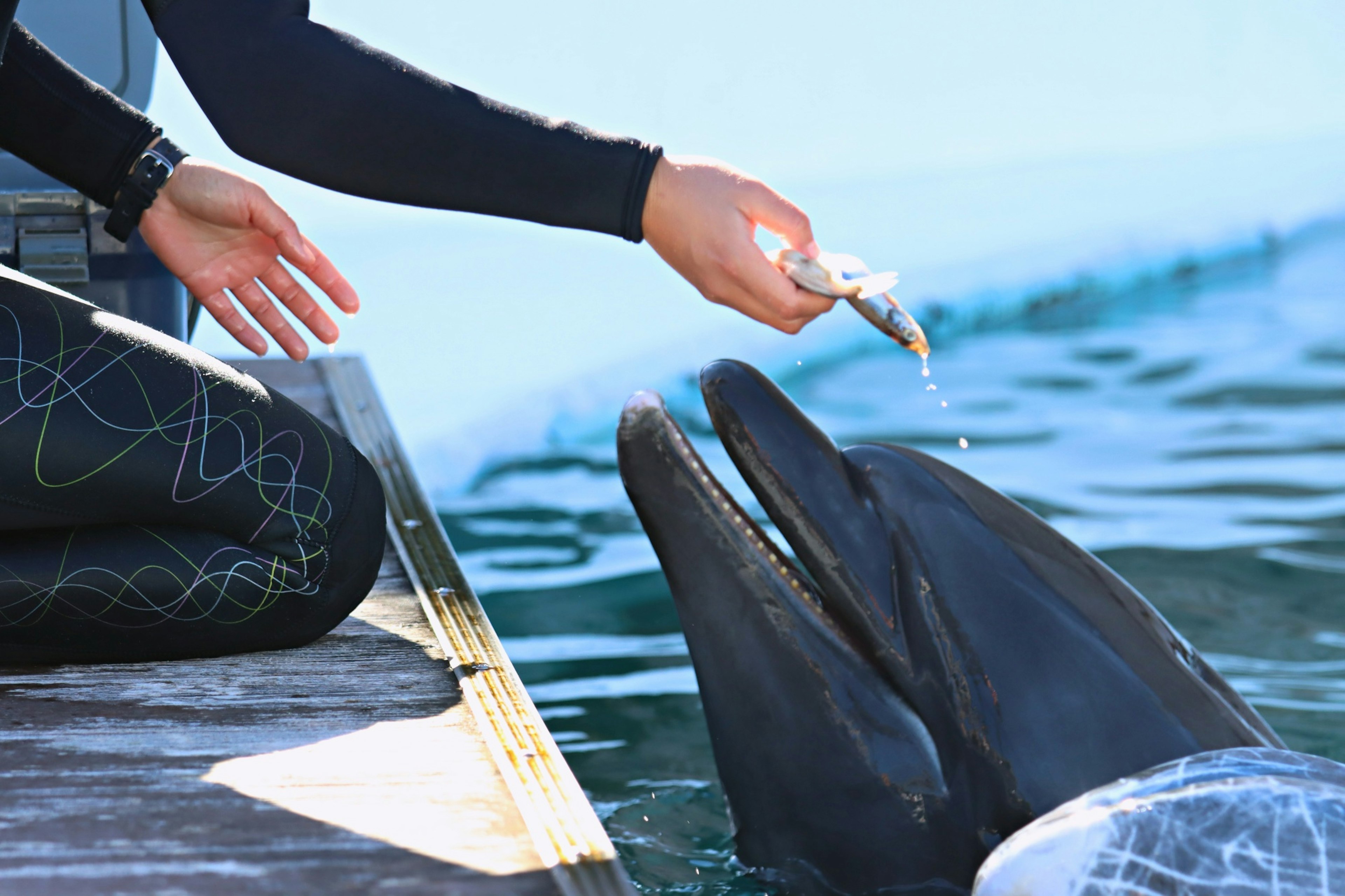 A diver feeding a dolphin with fish