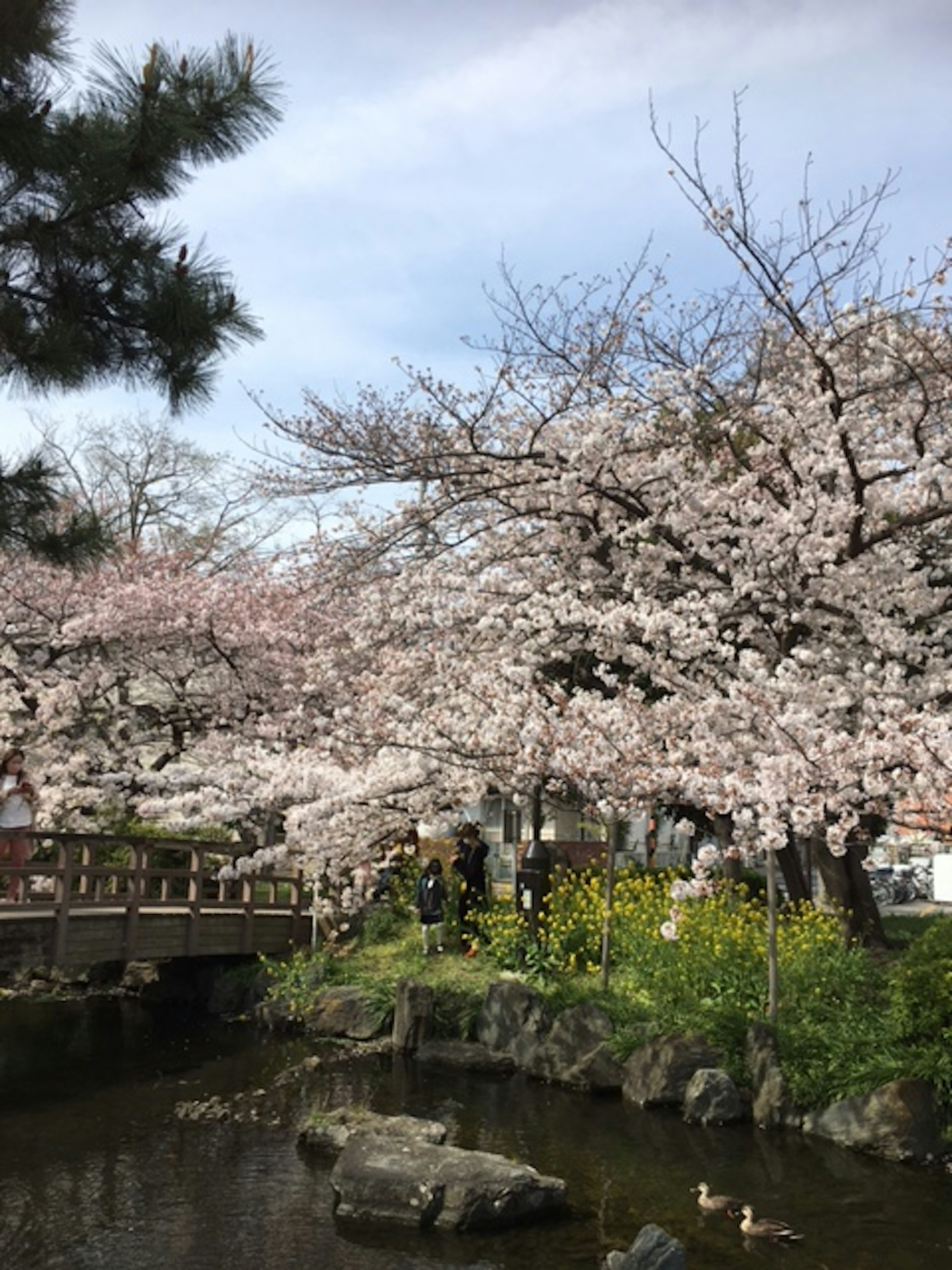 桜の木が咲き誇る公園の景色 小川と橋があり 自然の美しさが広がる