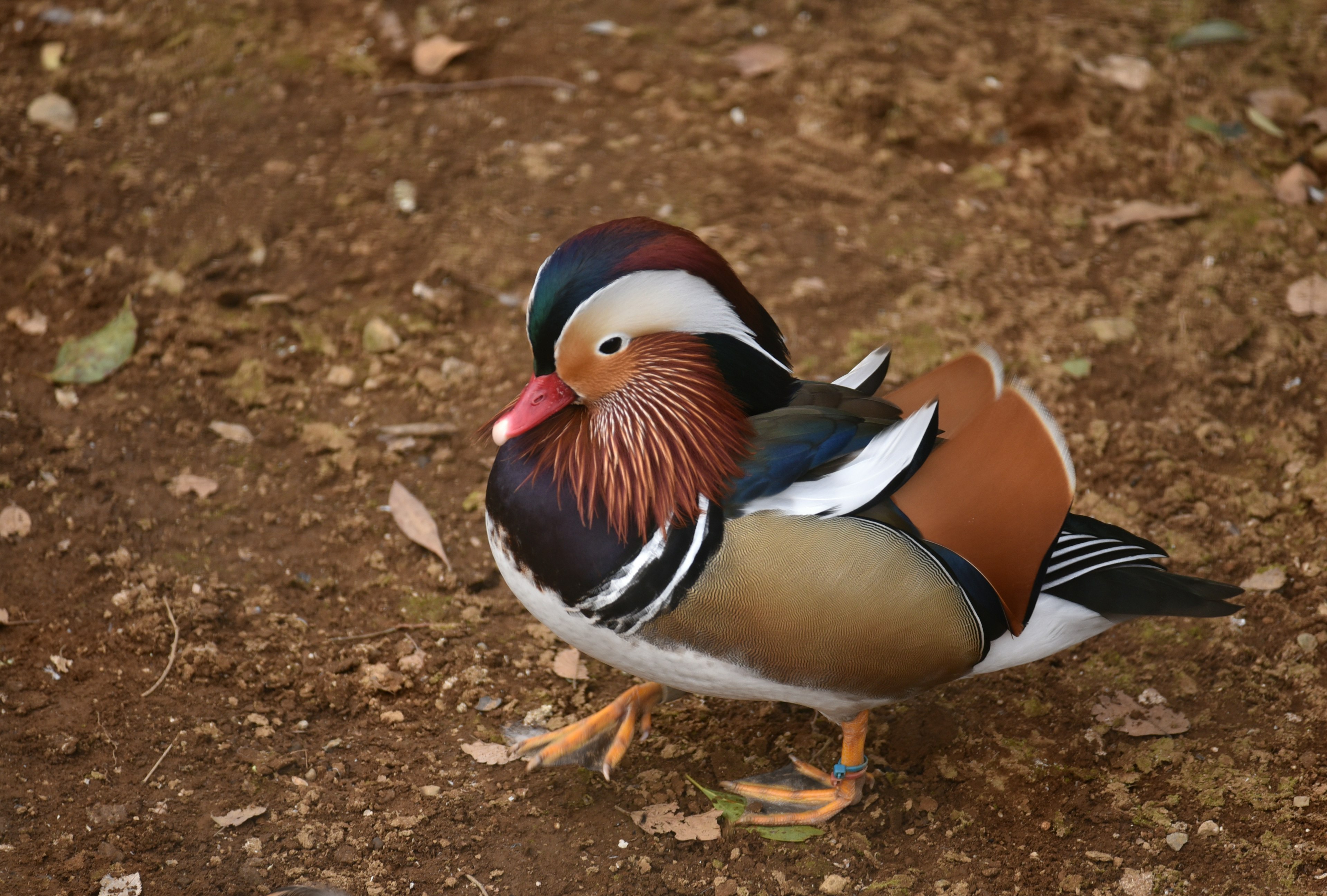 Seekor bebek mandarin berwarna-warni berjalan di tanah