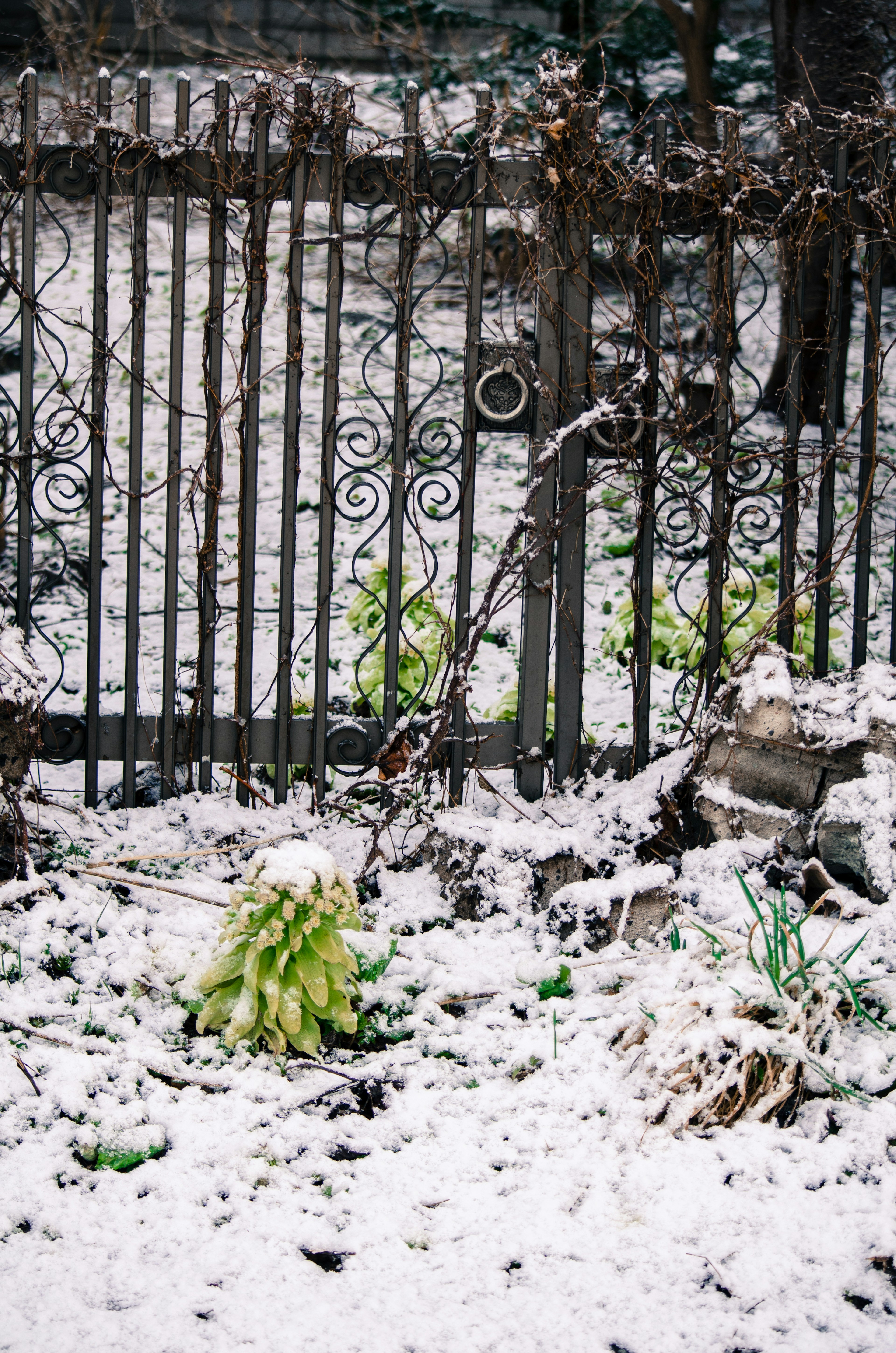 Jardín cubierto de nieve con cerca de hierro forjado y nuevos brotes