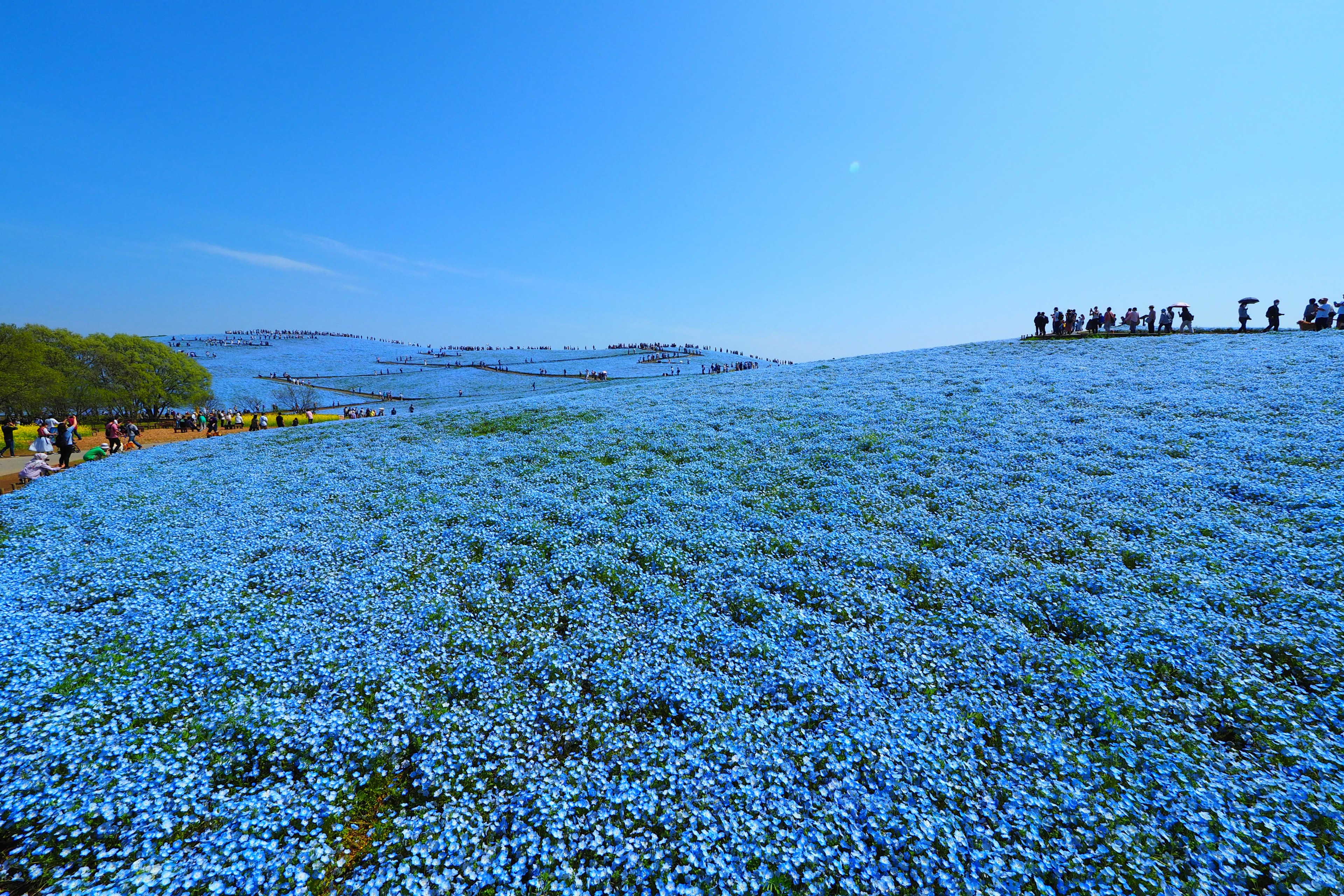 Champ vaste de fleurs bleues avec des visiteurs en arrière-plan