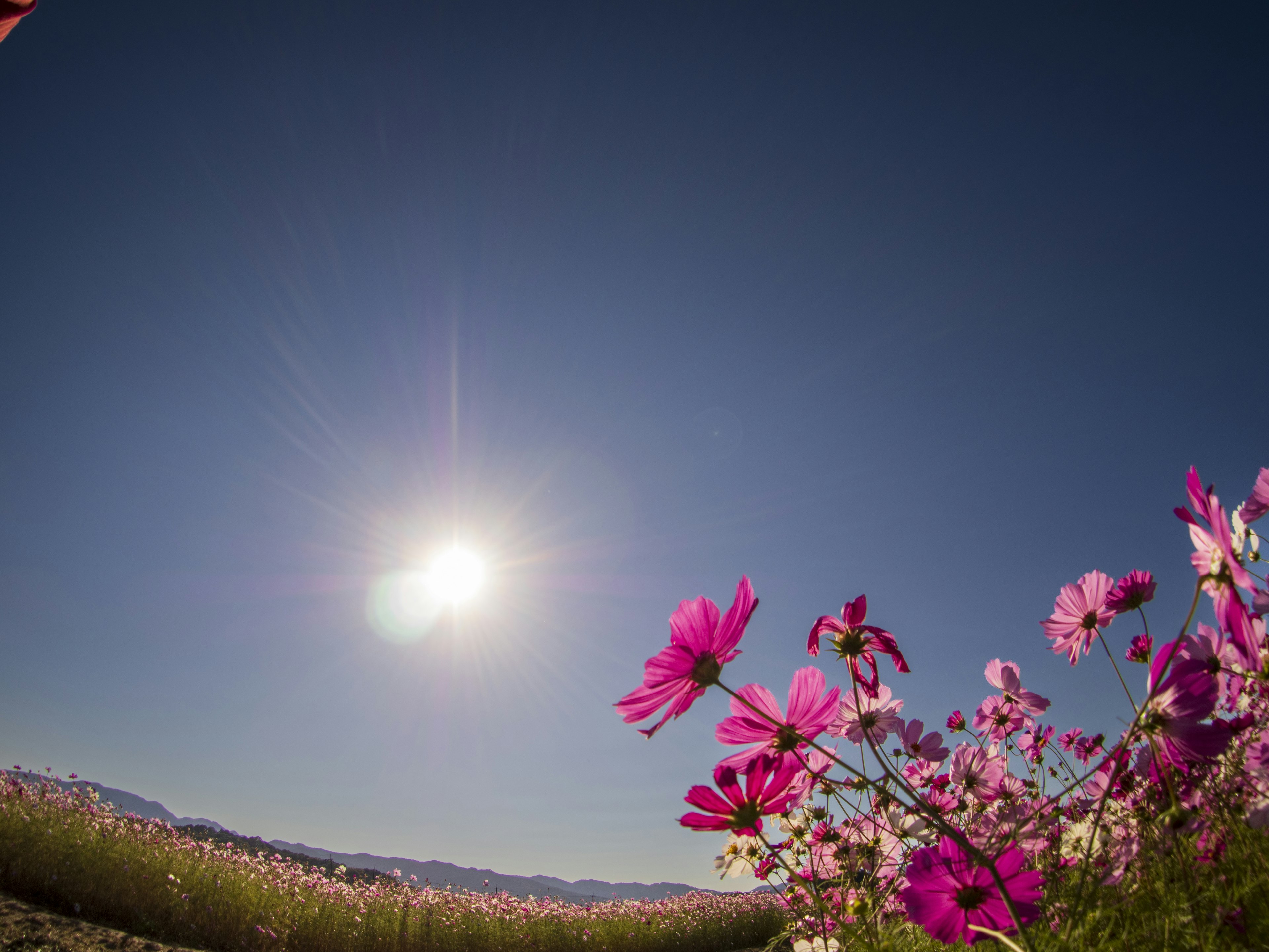 Paisaje de flores rosas bajo un sol brillante y un cielo azul claro