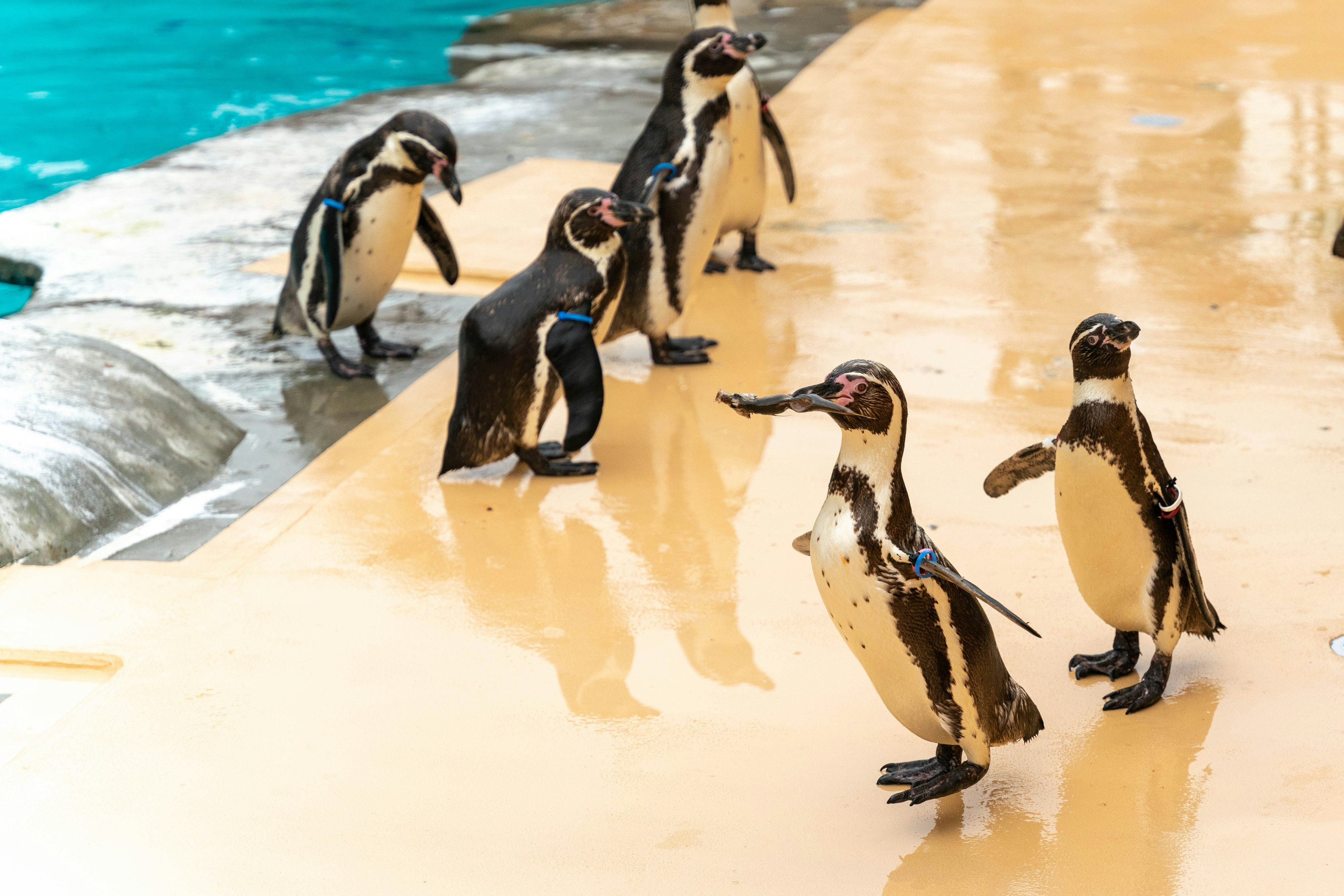 Eine Gruppe von Pinguinen, die auf einer glatten Fliesenoberfläche in der Nähe von Wasser geht