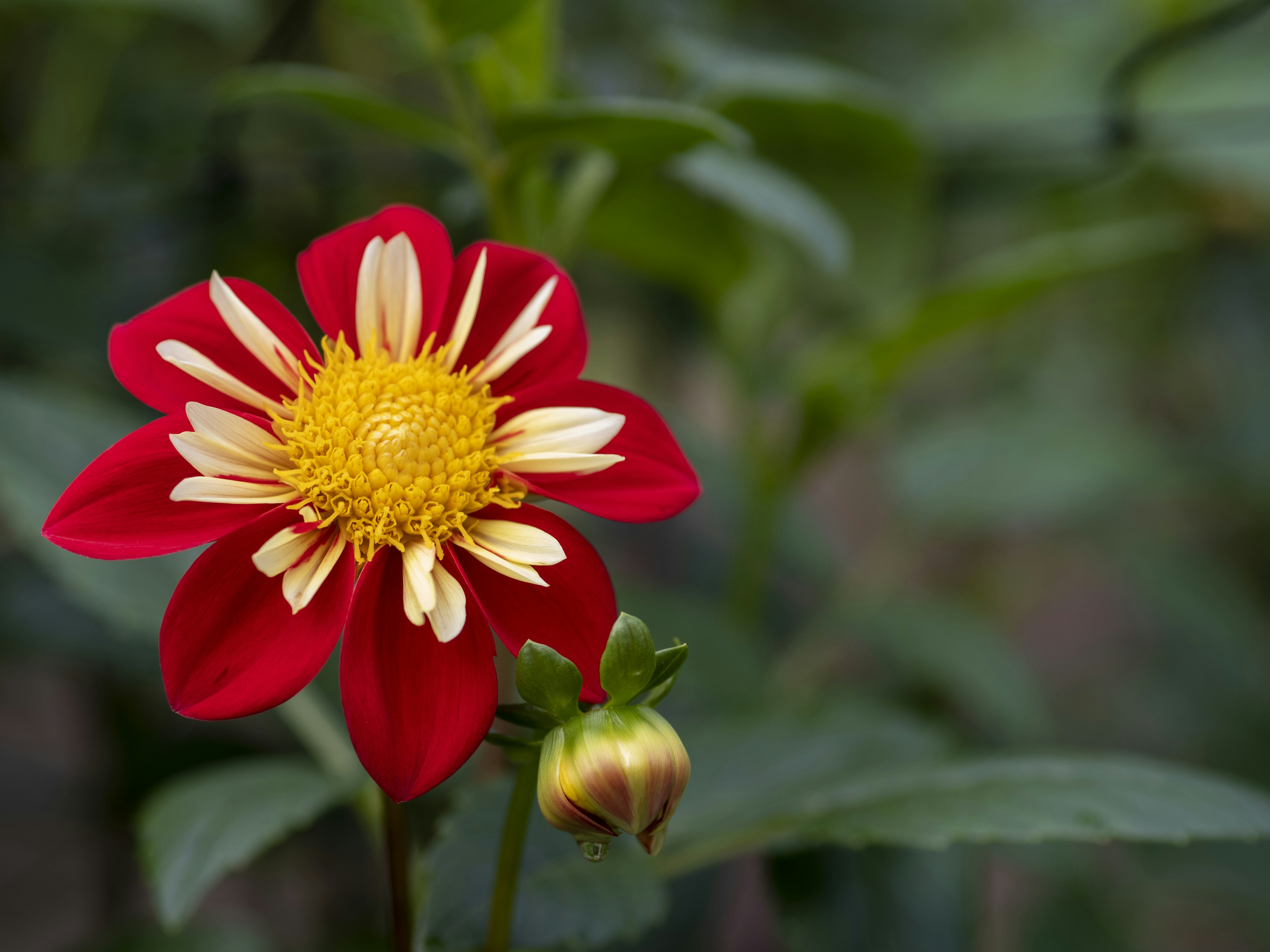 Flor de dalia con pétalos rojos y amarillos en floración