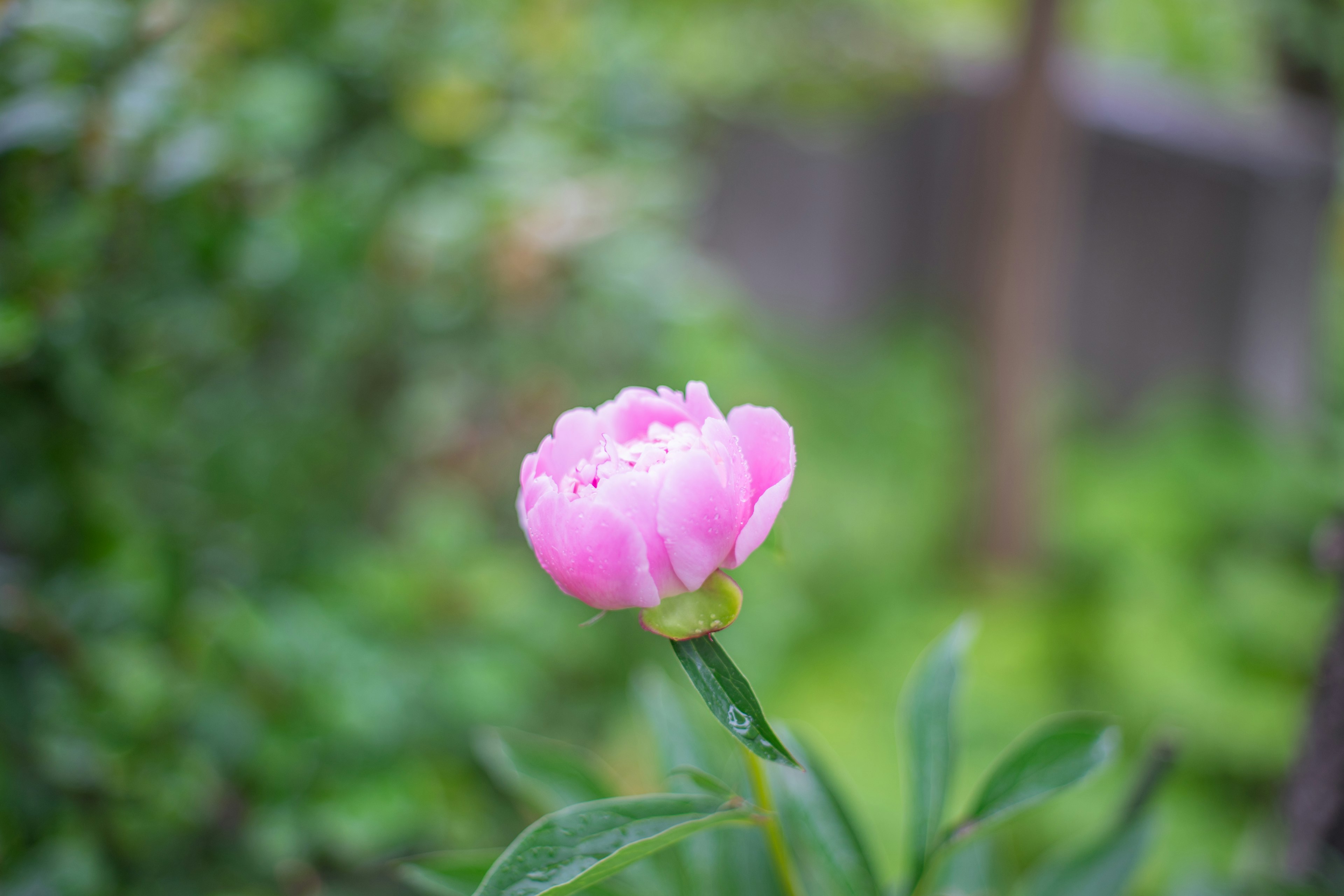 Eine hellrosa Blume umgeben von grünen Blättern