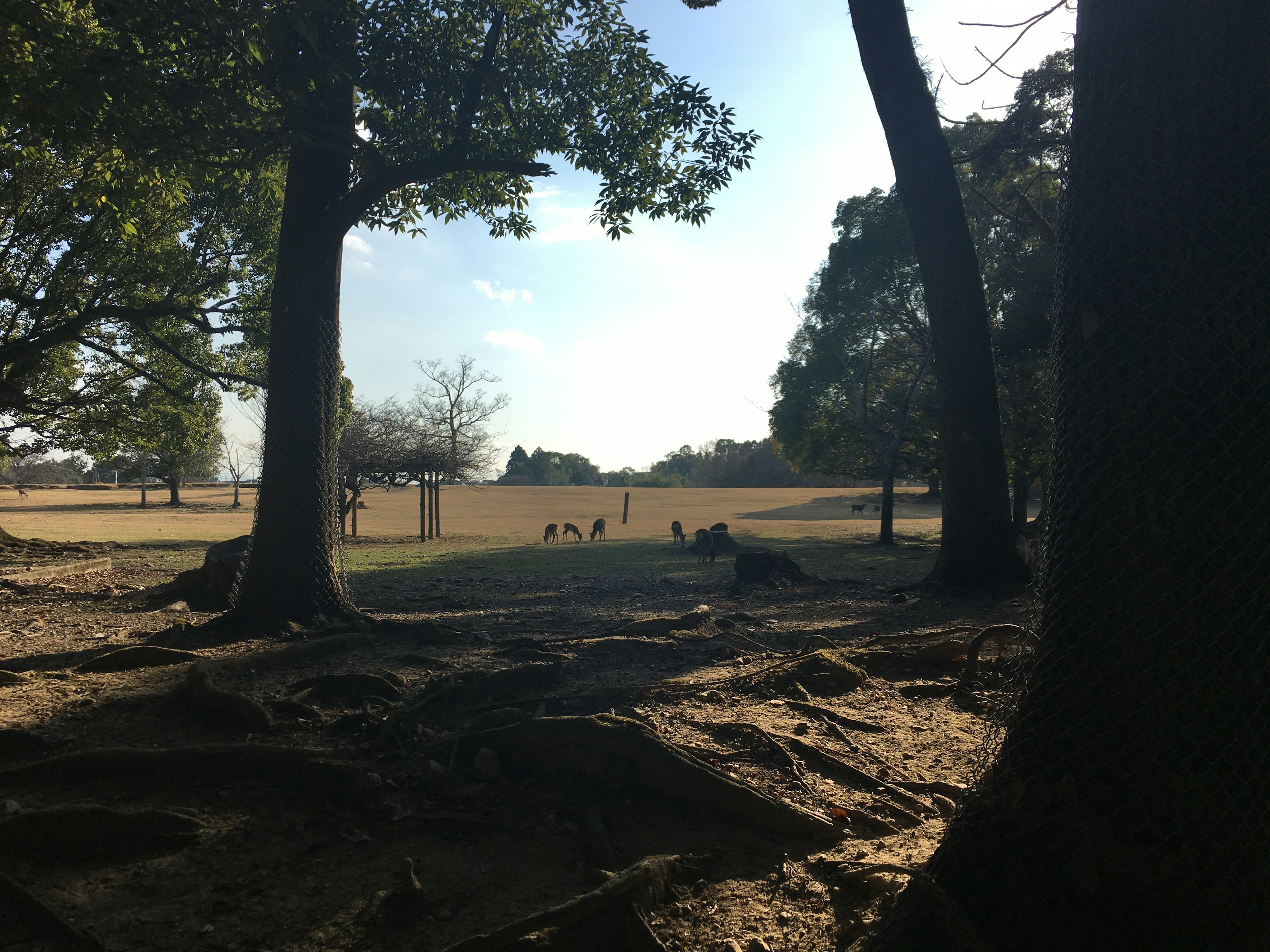 A golden field surrounded by trees with animals grazing