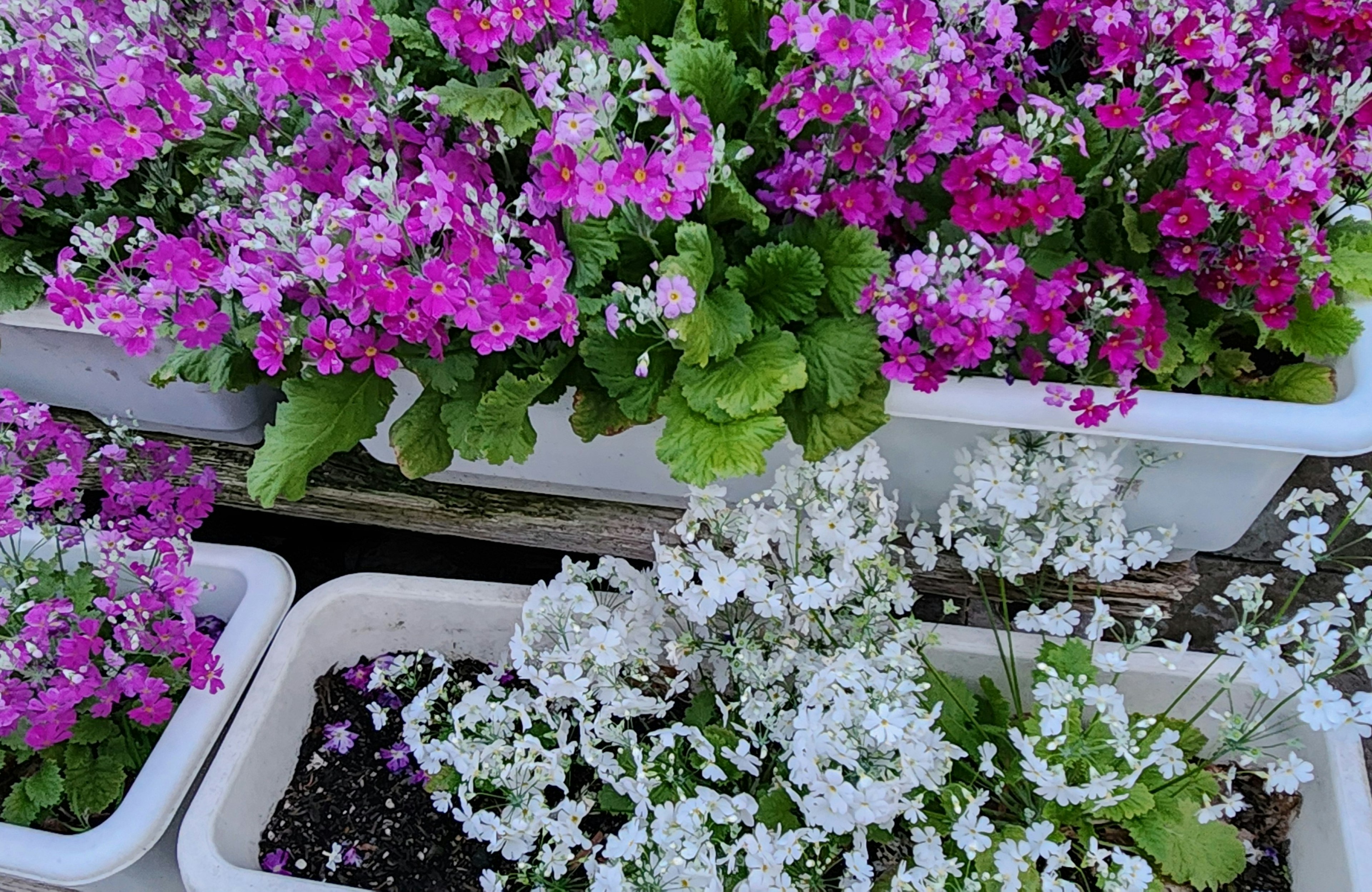 Fiori rosa e bianchi vivaci che sbocciano in vasi