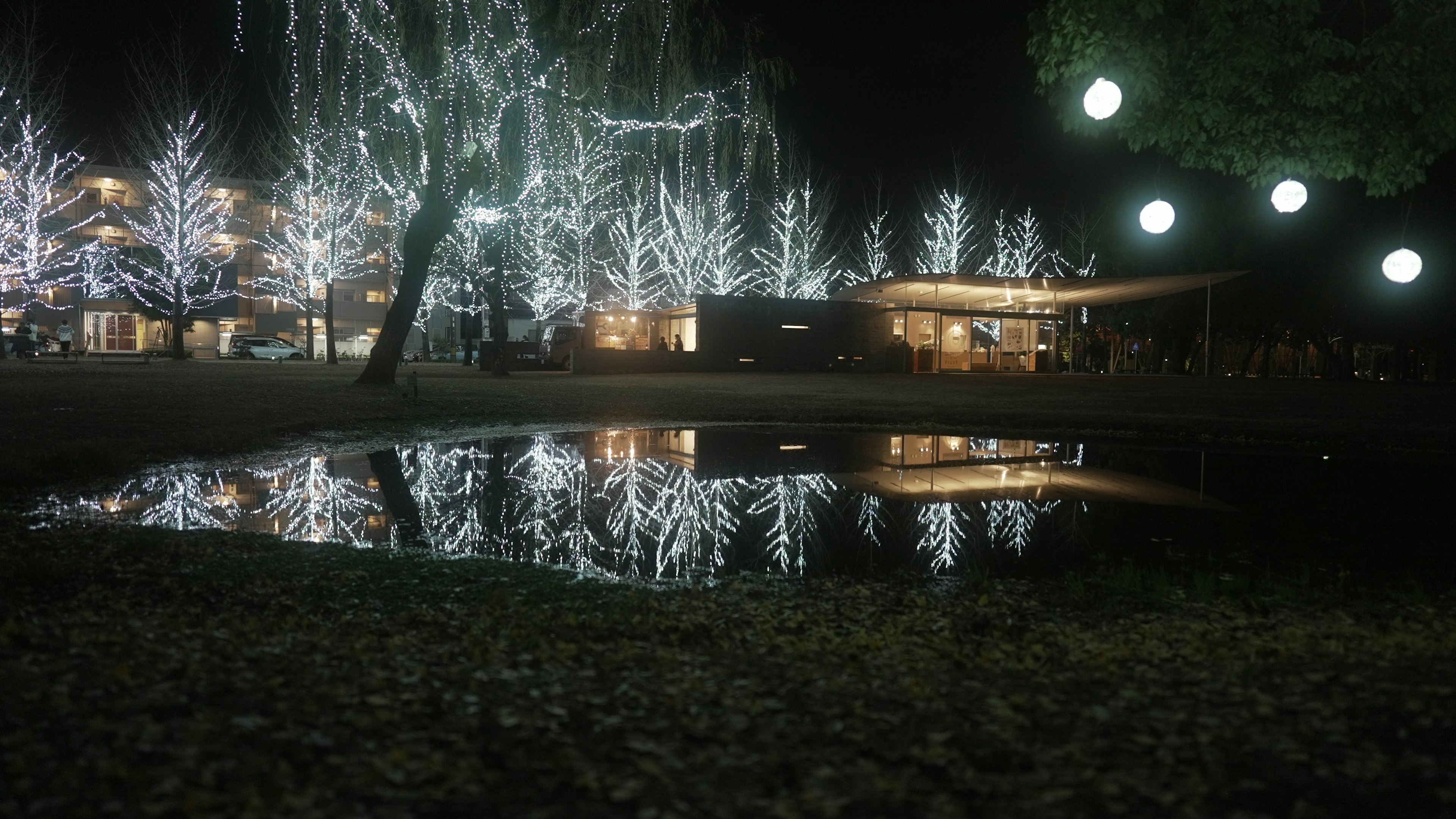 Illuminated trees in a park at night with reflections in a puddle