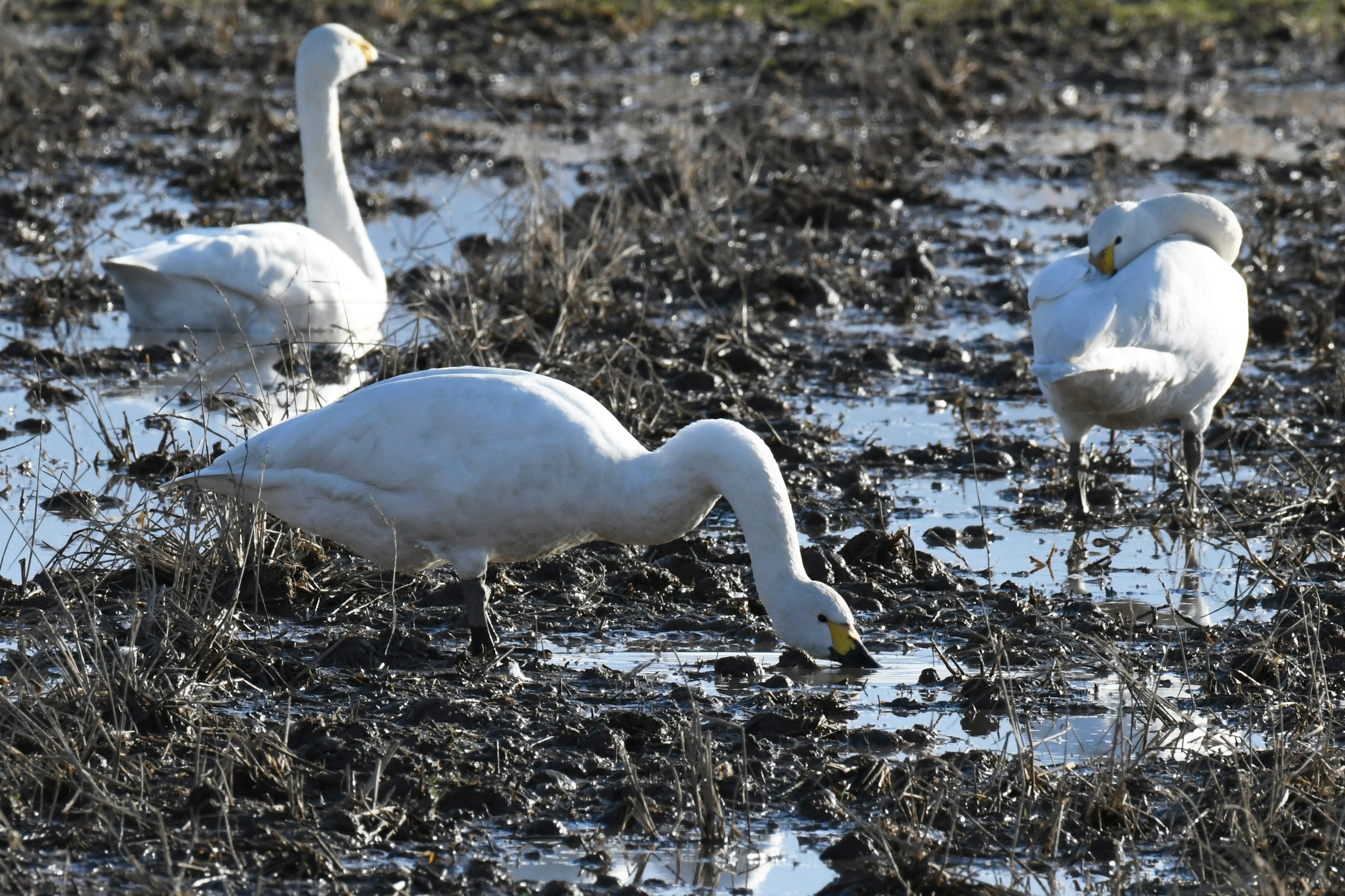 Cisnes buscando alimento en un pantano fangoso