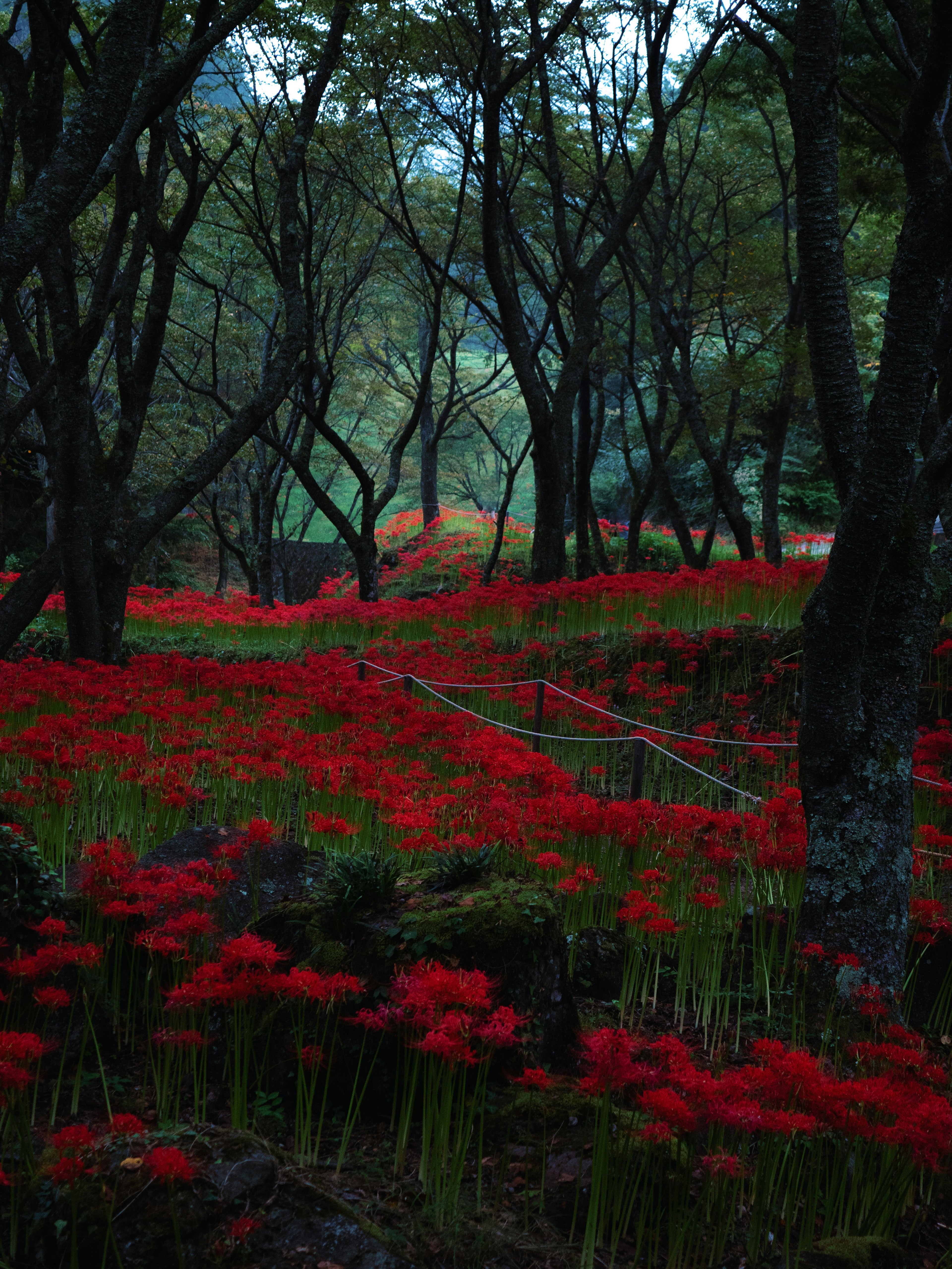 ทิวทัศน์ป่าไม้ที่มีดอกไม้สีแดงสดและต้นไม้สีเขียว