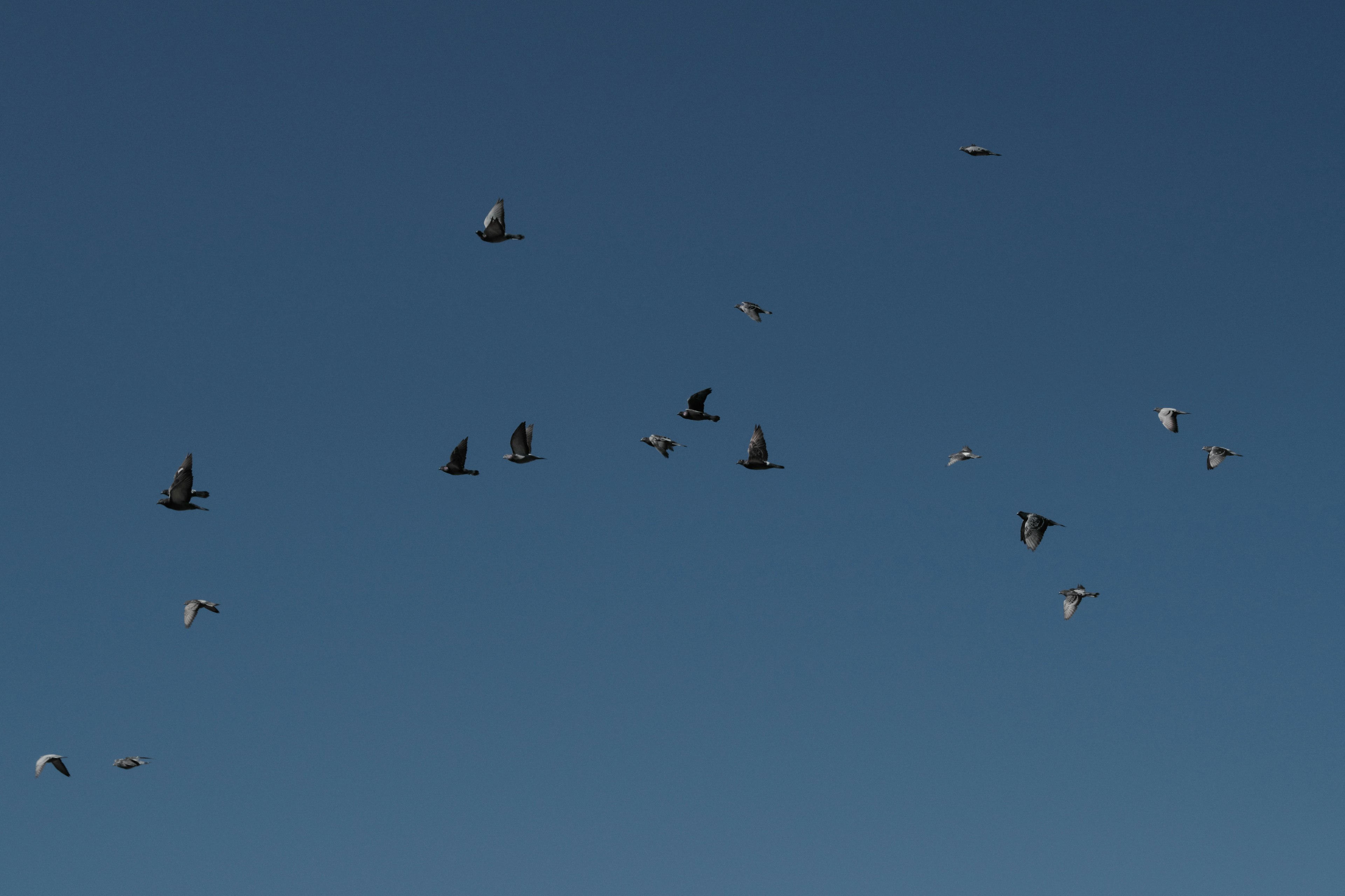 Eine Gruppe von Vögeln, die gegen einen blauen Himmel fliegen