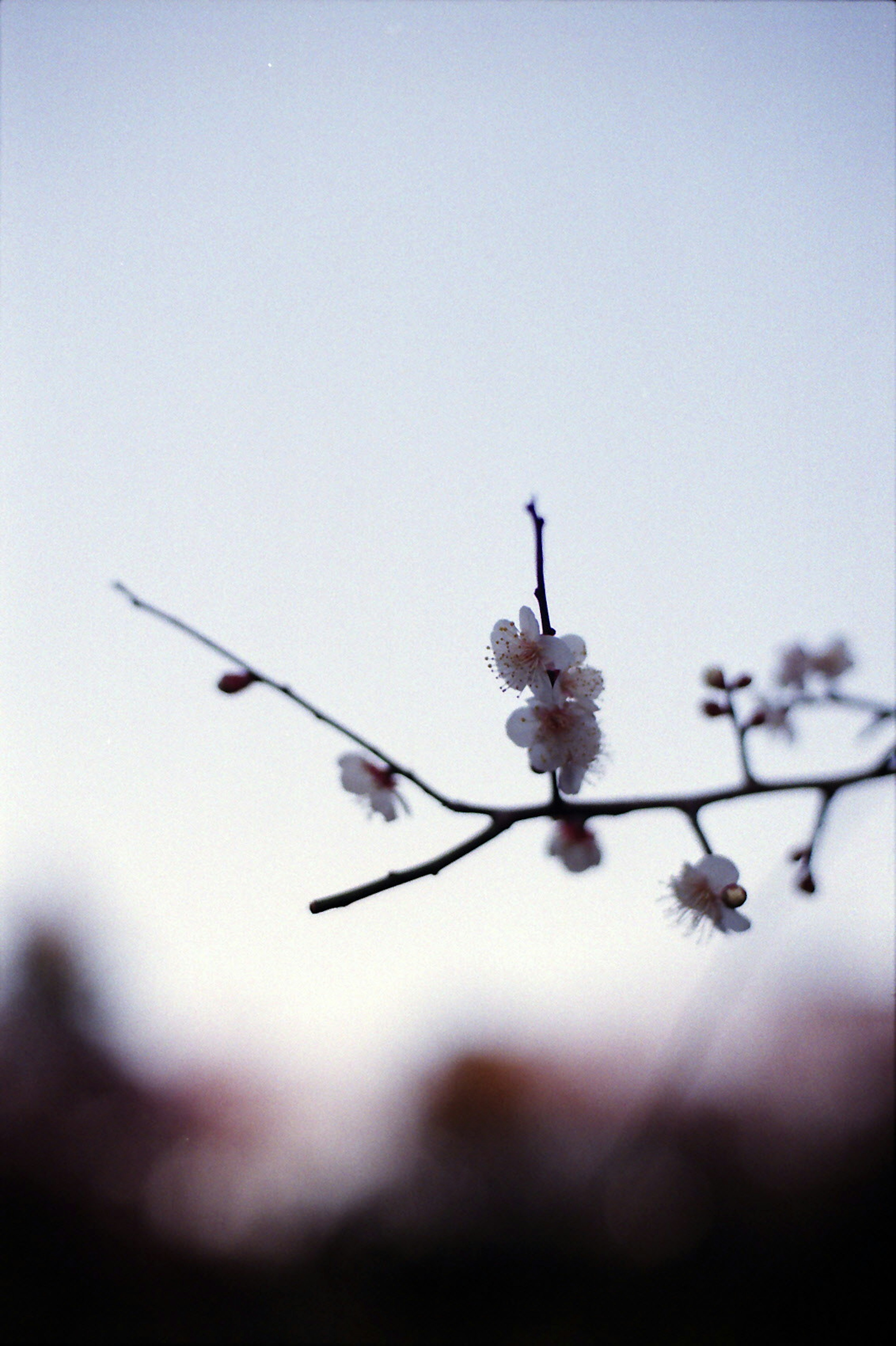 Close-up of a branch with blooming cherry blossoms