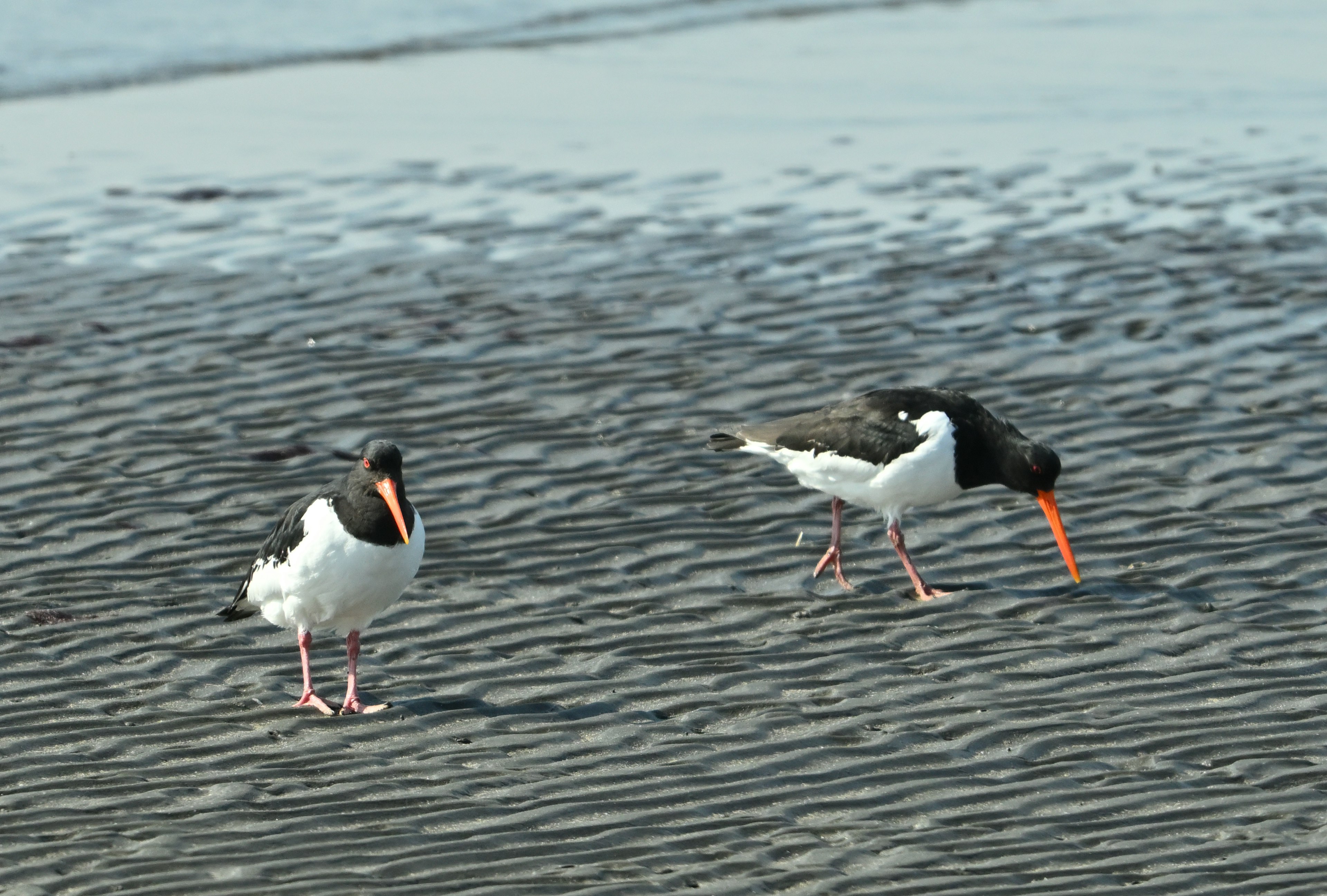 Dos ostreros caminando sobre una playa de arena