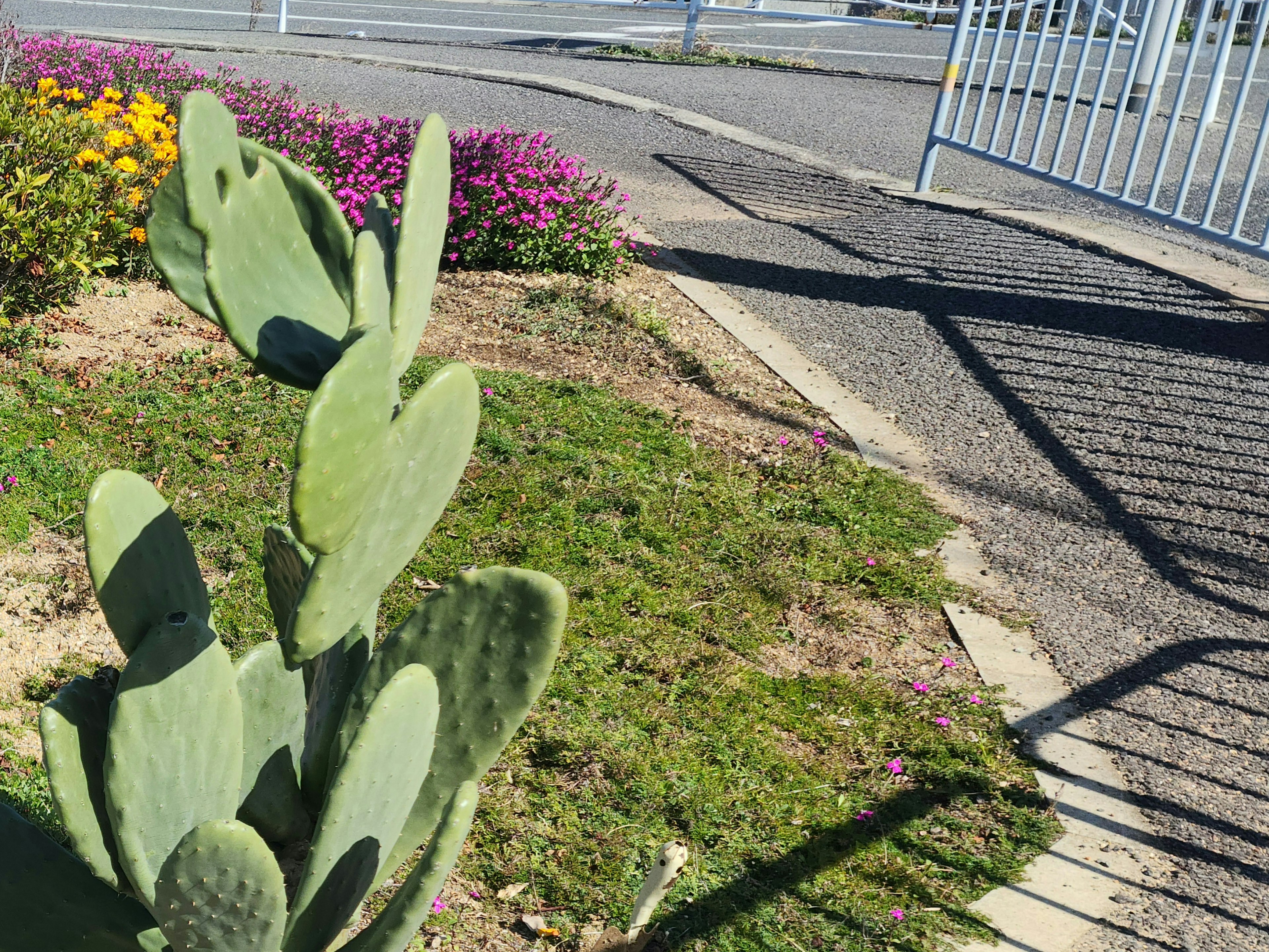 緑色のサボテンと色とりどりの花が咲く庭の一部