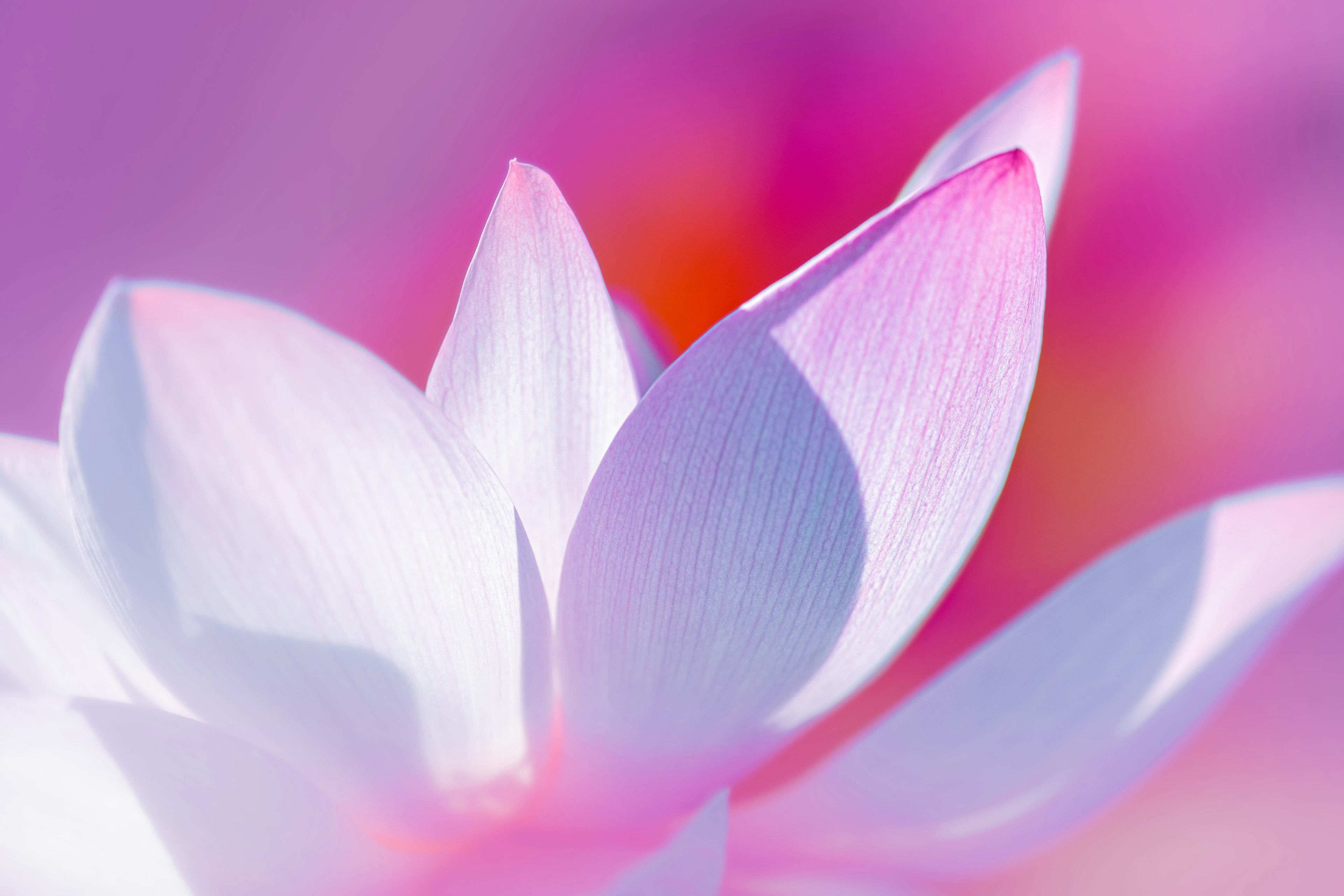 Primo piano di delicati petali di fiori rosa e bianchi