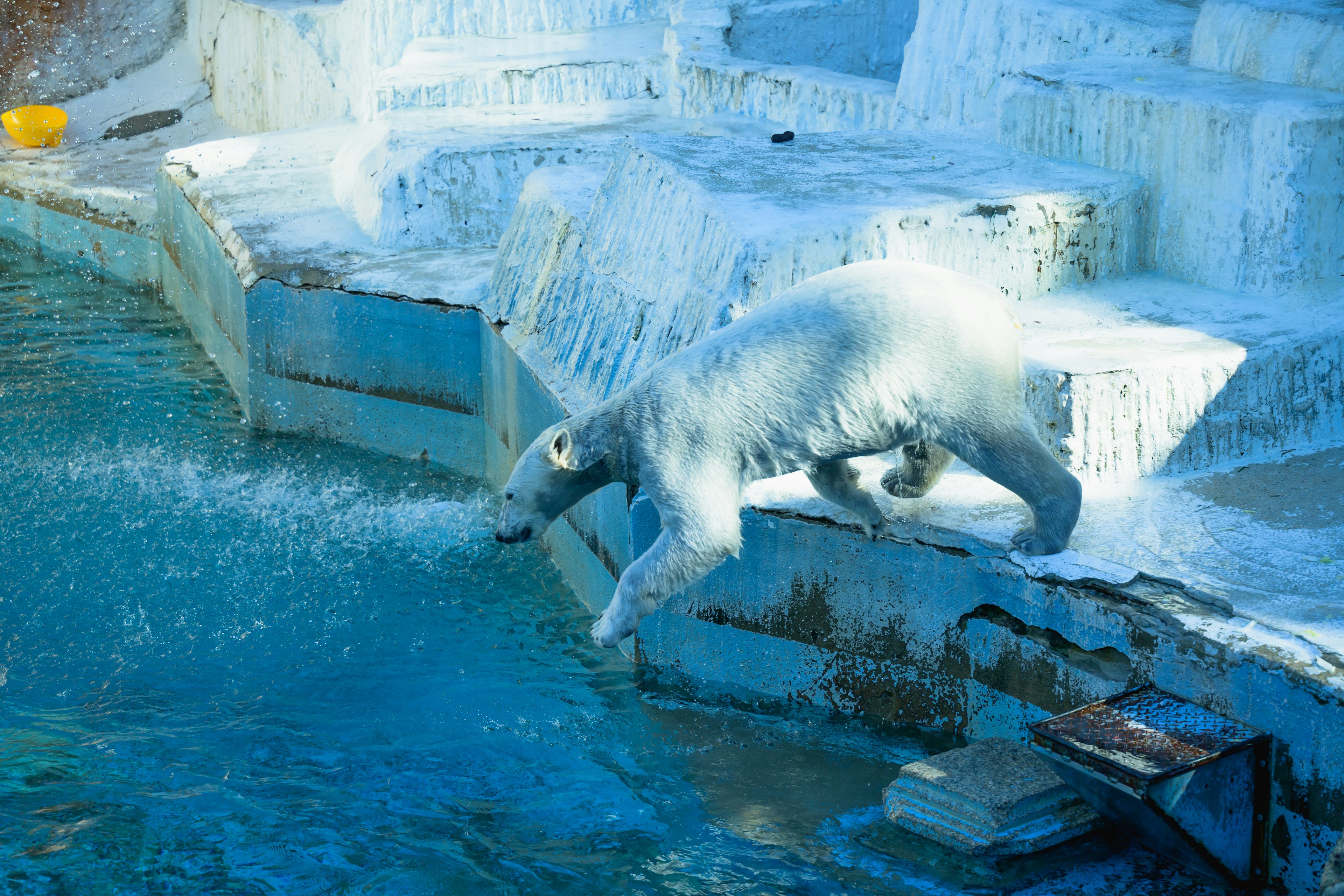 氷の上から水に飛び込むホッキョクグマの姿