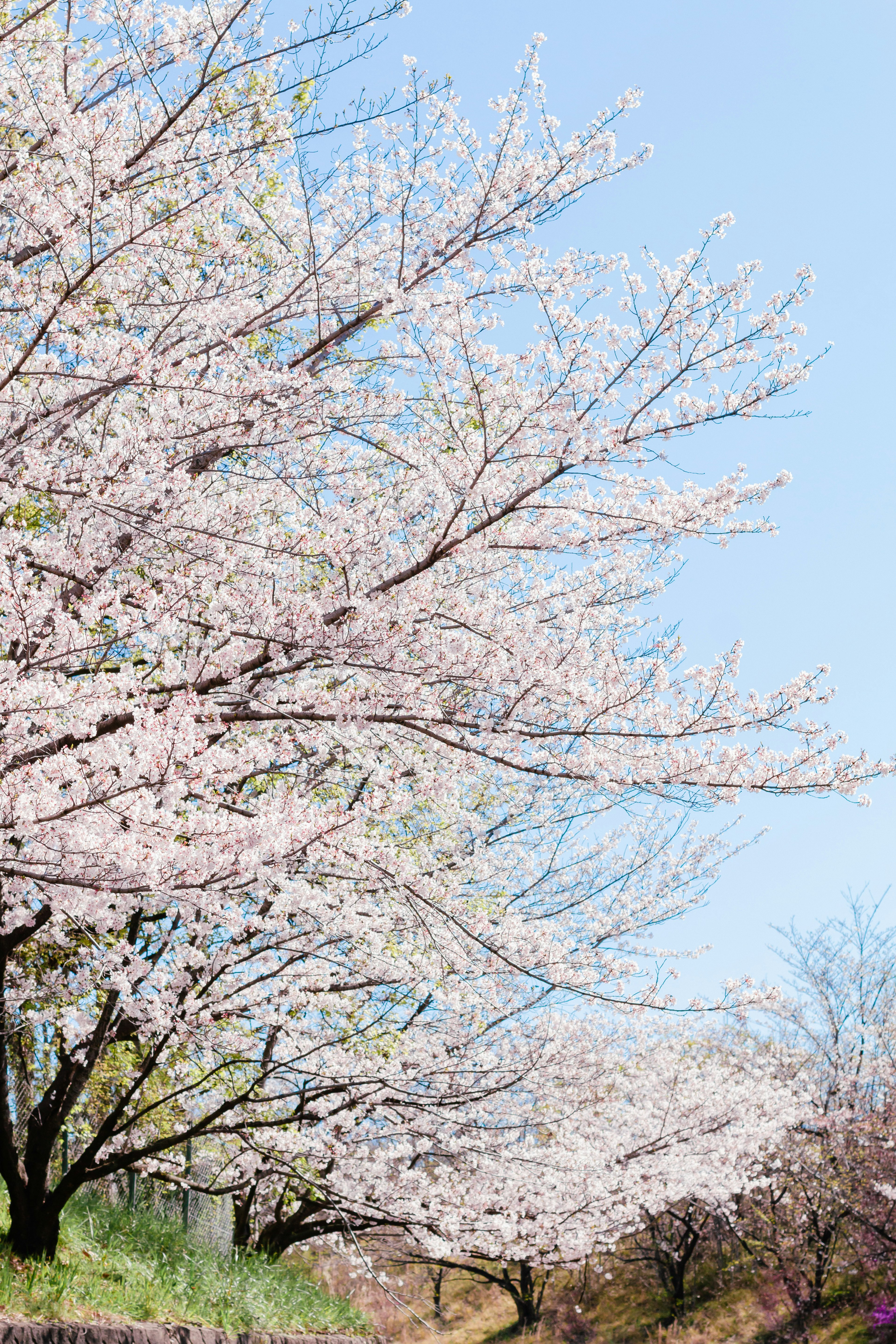 青空の下で咲く桜の木々が並んでいる風景