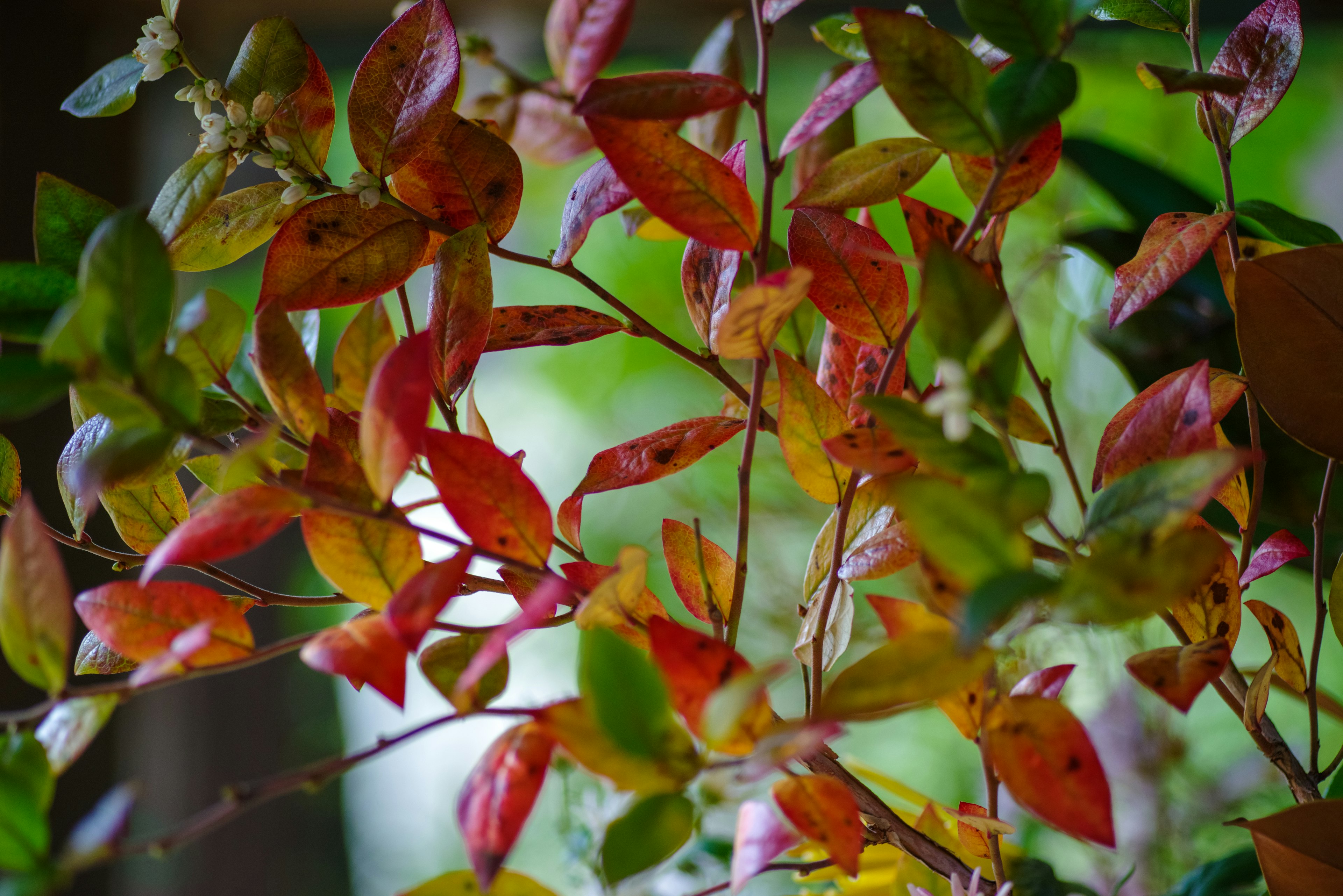 ภาพใกล้ของใบไม้หลากสีบนพืชที่แสดงเฉดสีฤดูใบไม้ร่วงที่สวยงาม