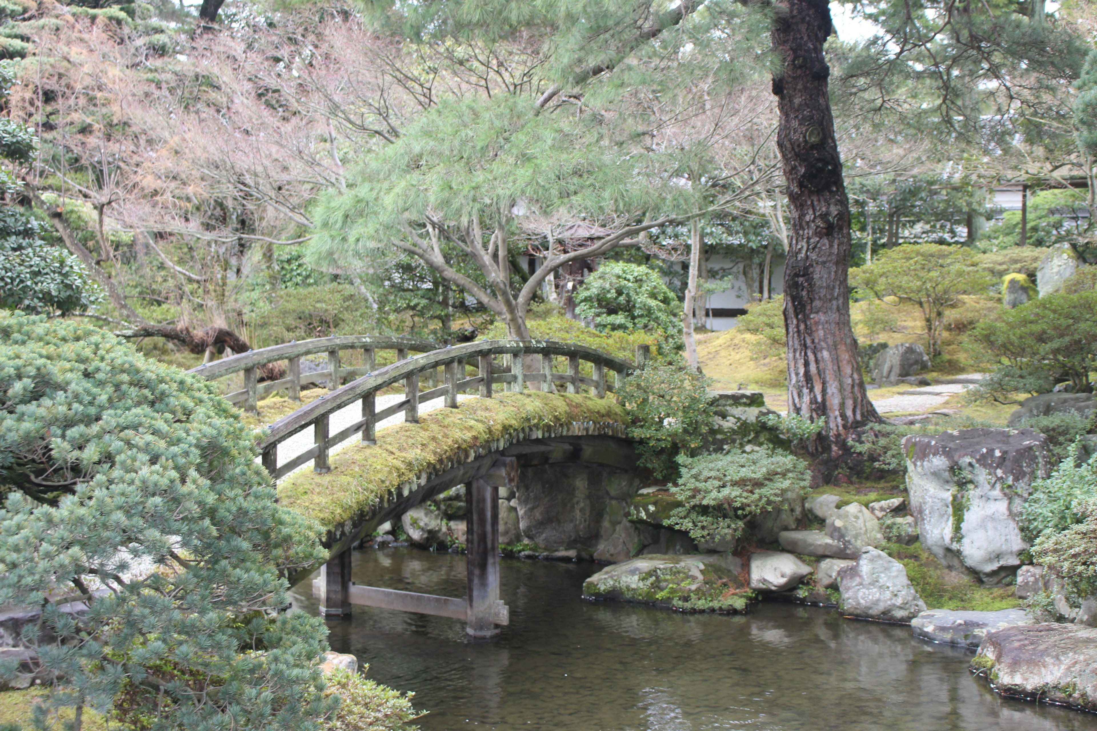 美しい日本庭園の風景 橋が小川を渡る 緑の木々と苔のある岩