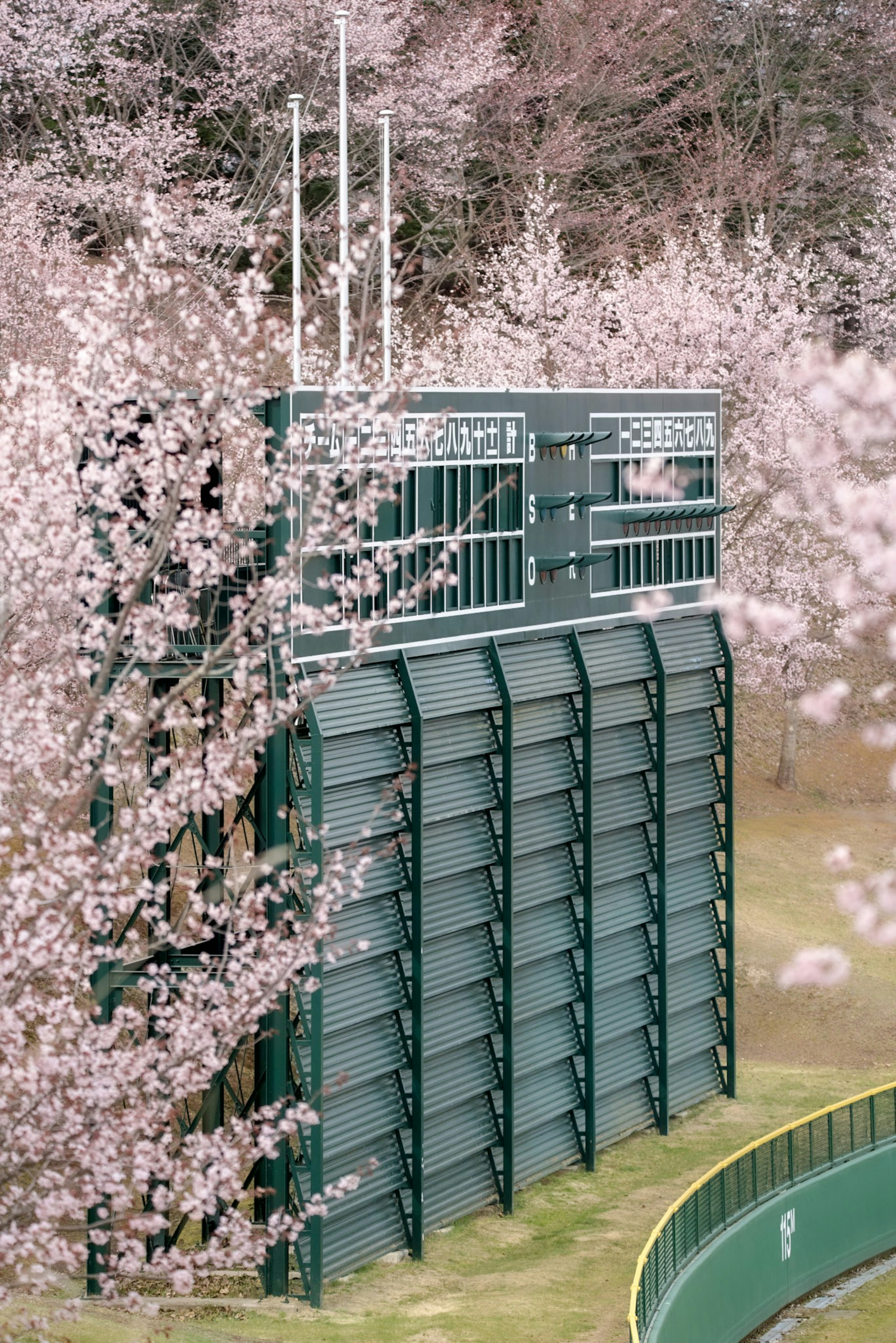 Gradins d'un stade sportif entourés d'arbres en fleurs