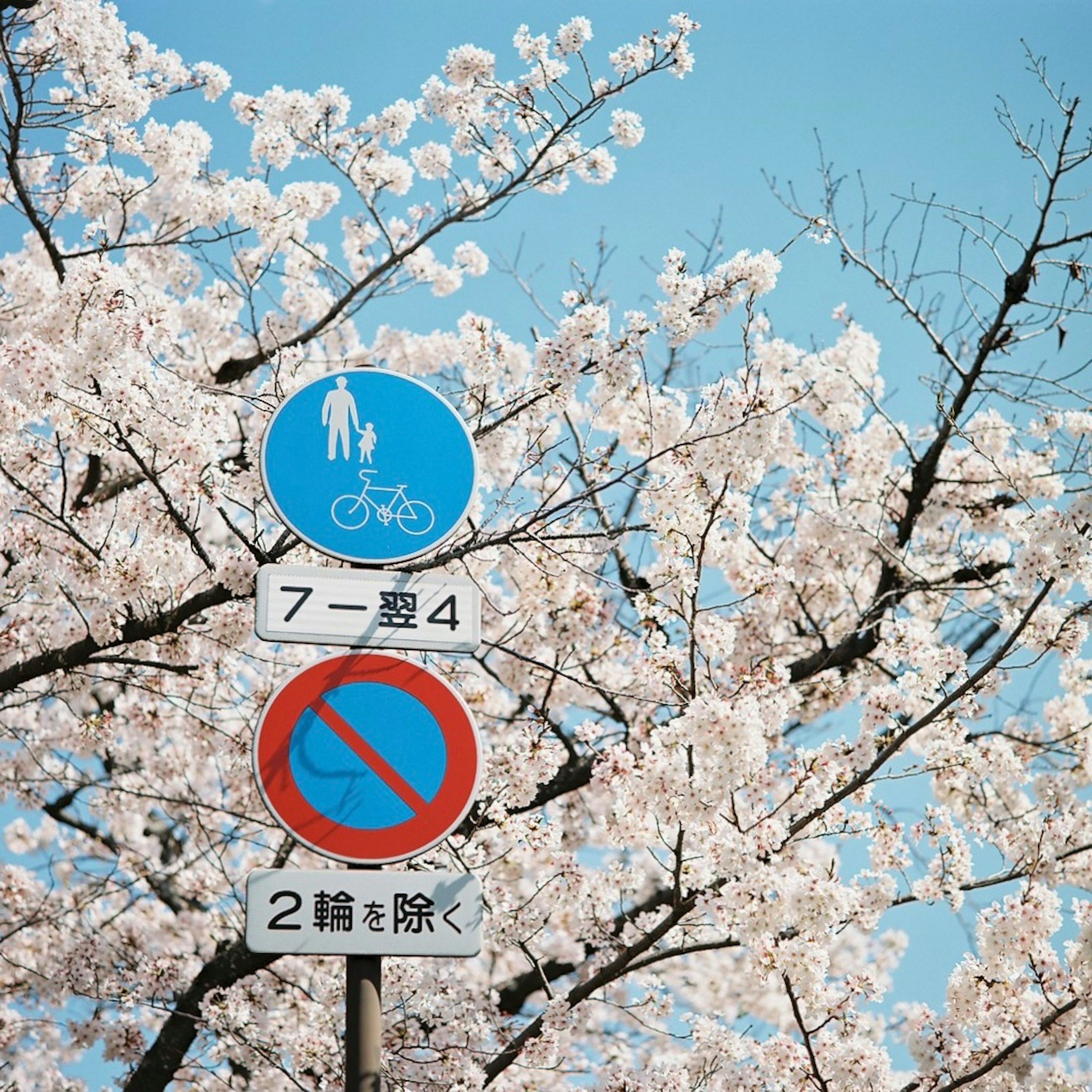 桜の花が咲く中に立つ青い自転車マークの標識