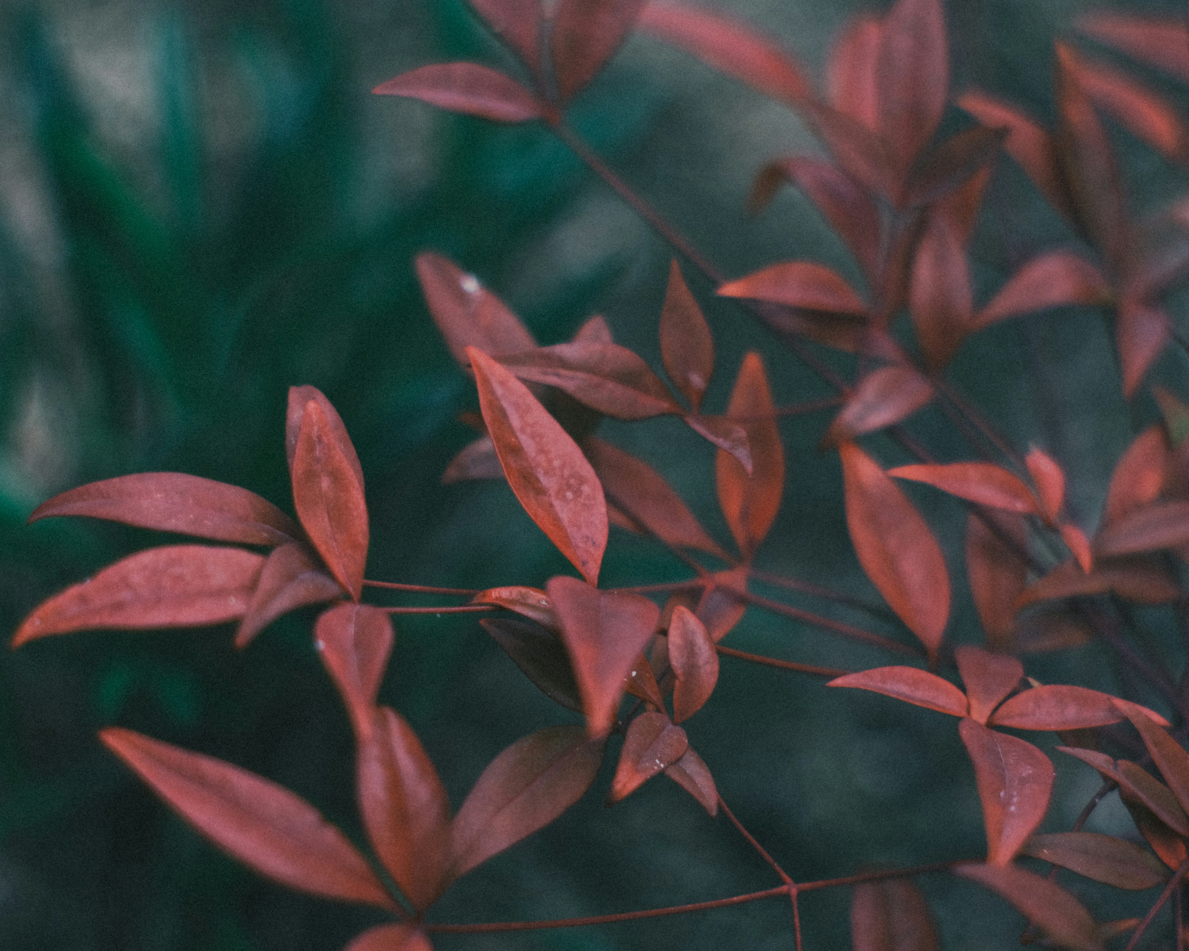 Foglie rosse risaltano su uno sfondo verde sfocato