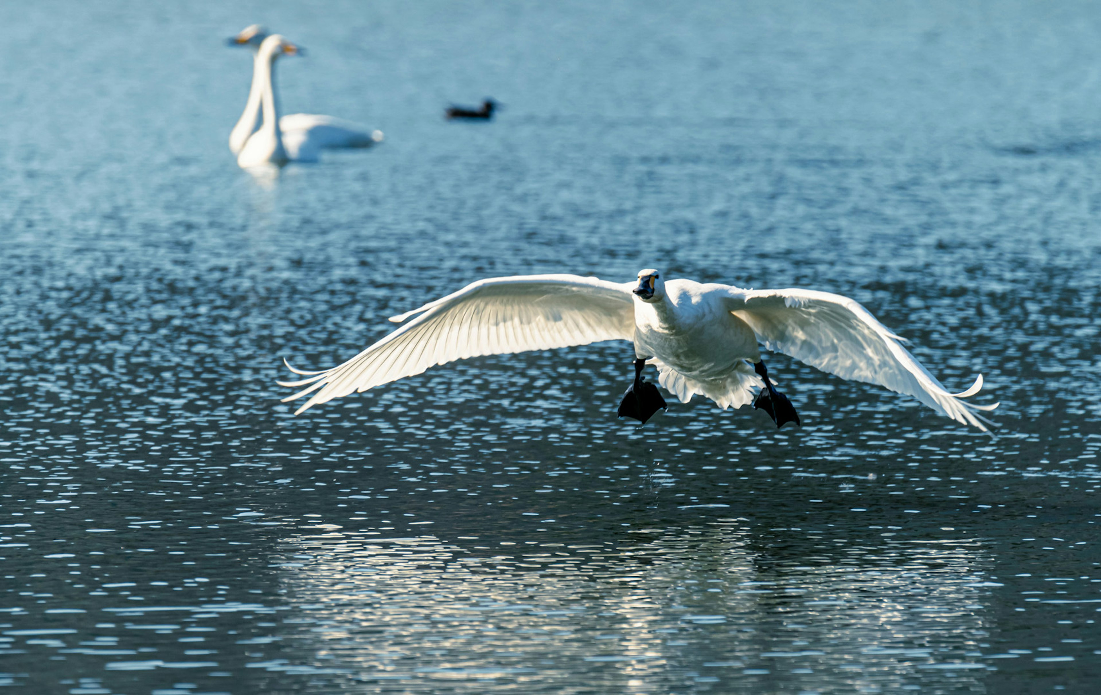 Cigno che prende il volo sopra l'acqua con un altro cigno sullo sfondo