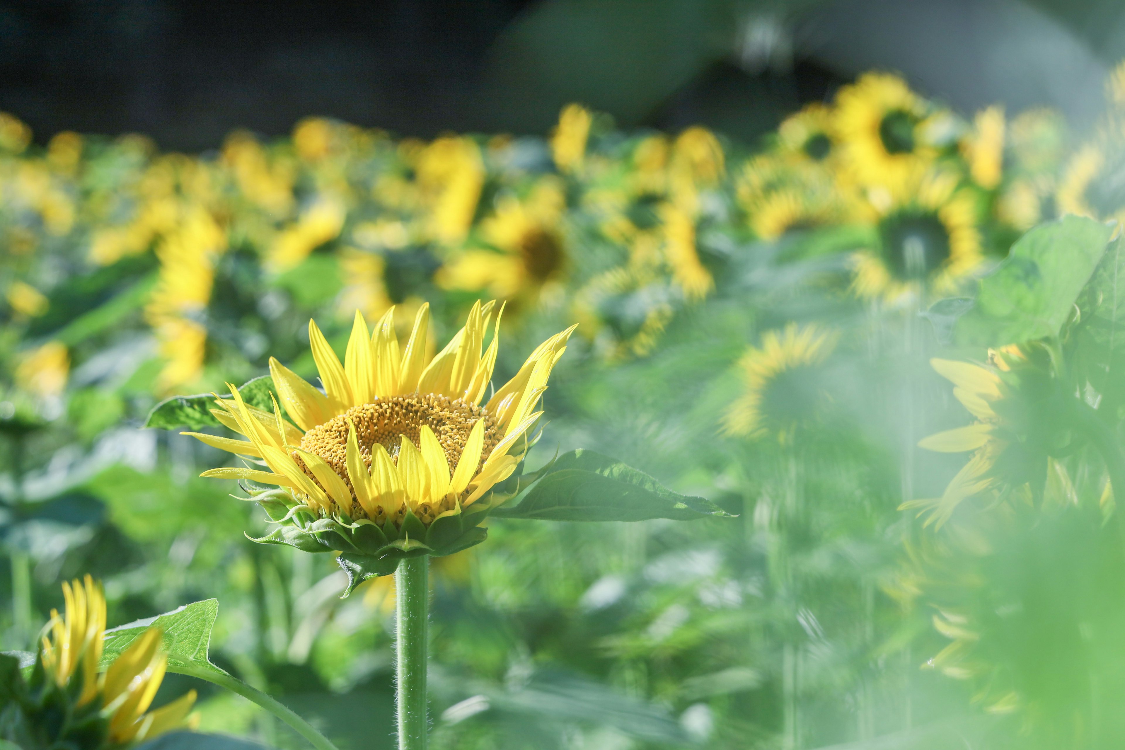 Un tournesol unique en fleurs au milieu d'un champ de tournesols pétales jaunes vifs entourés de feuilles vertes