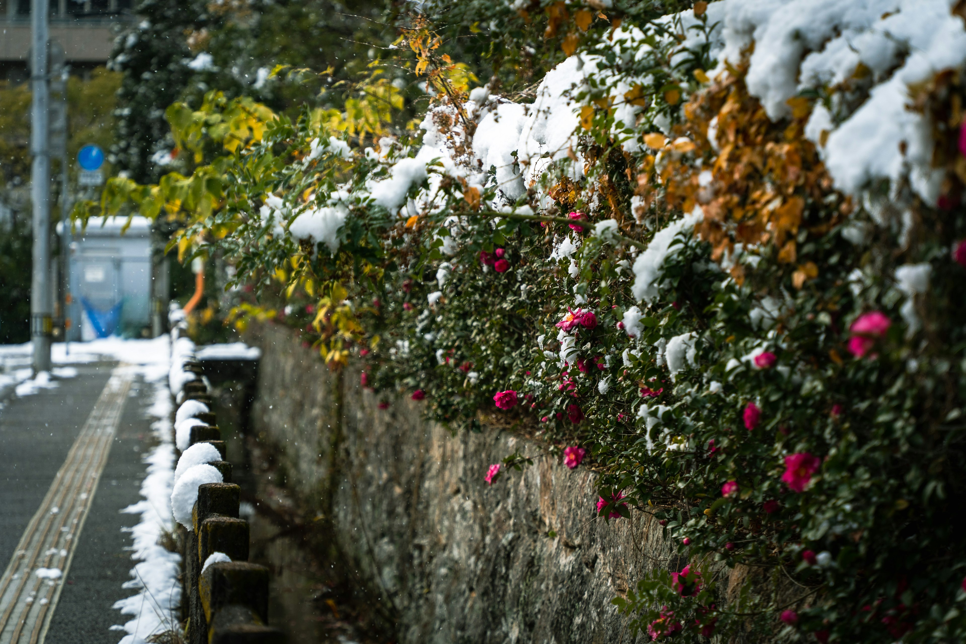 雪に覆われた花が咲く壁の沿道