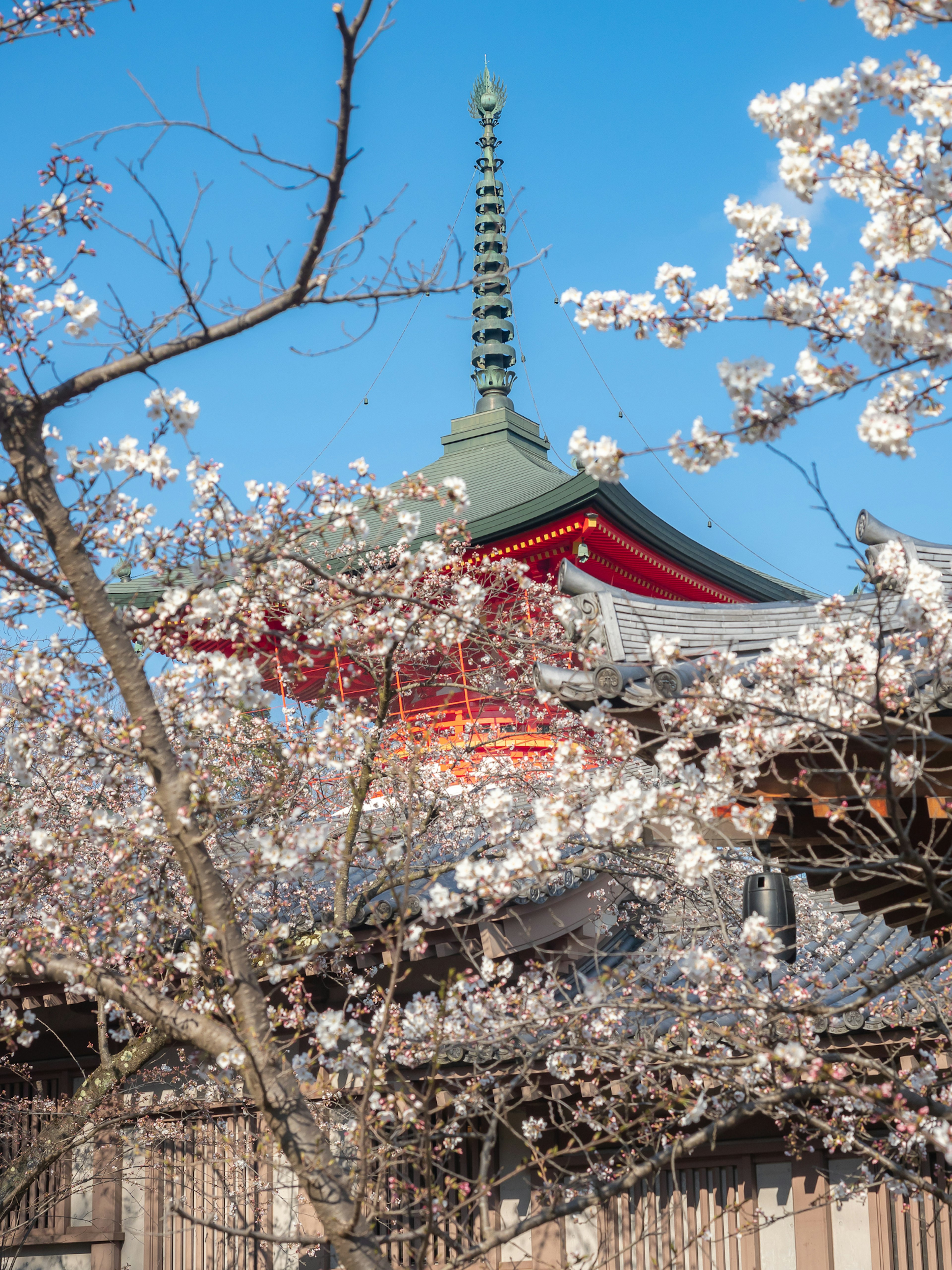 Flèche du temple entourée de cerisiers en fleurs et ciel bleu