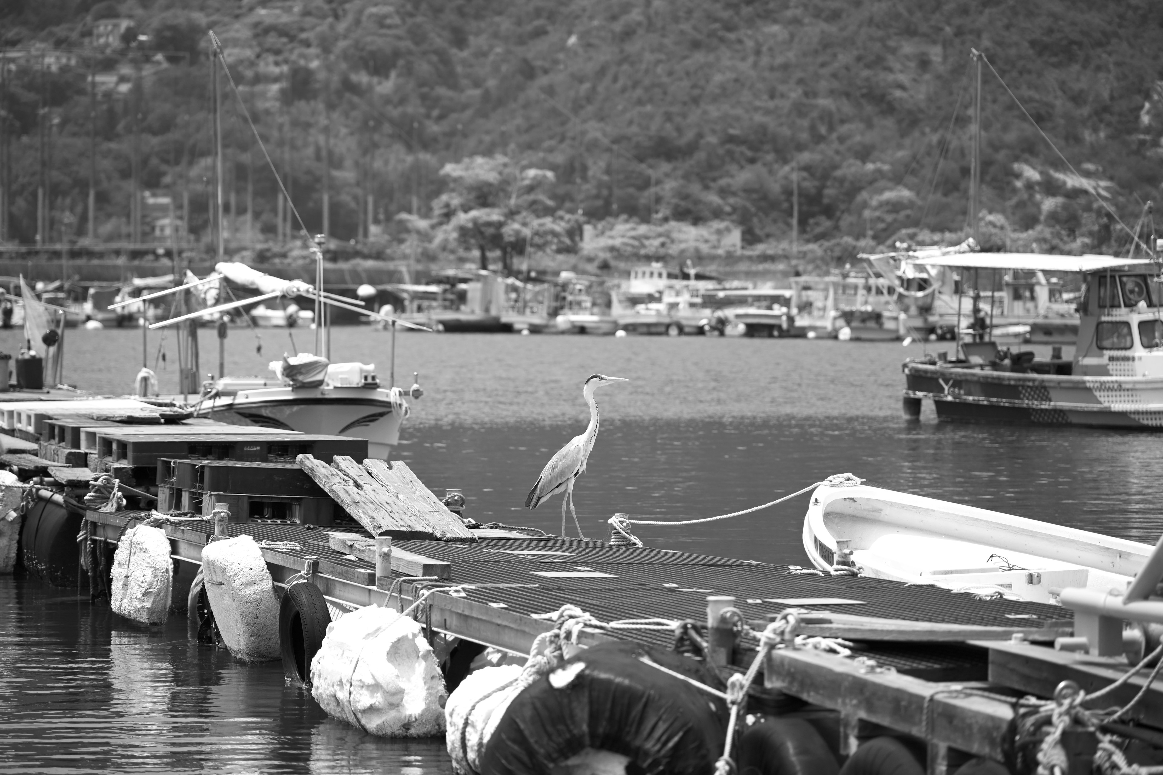 Escena de puerto en blanco y negro con una garza y botes