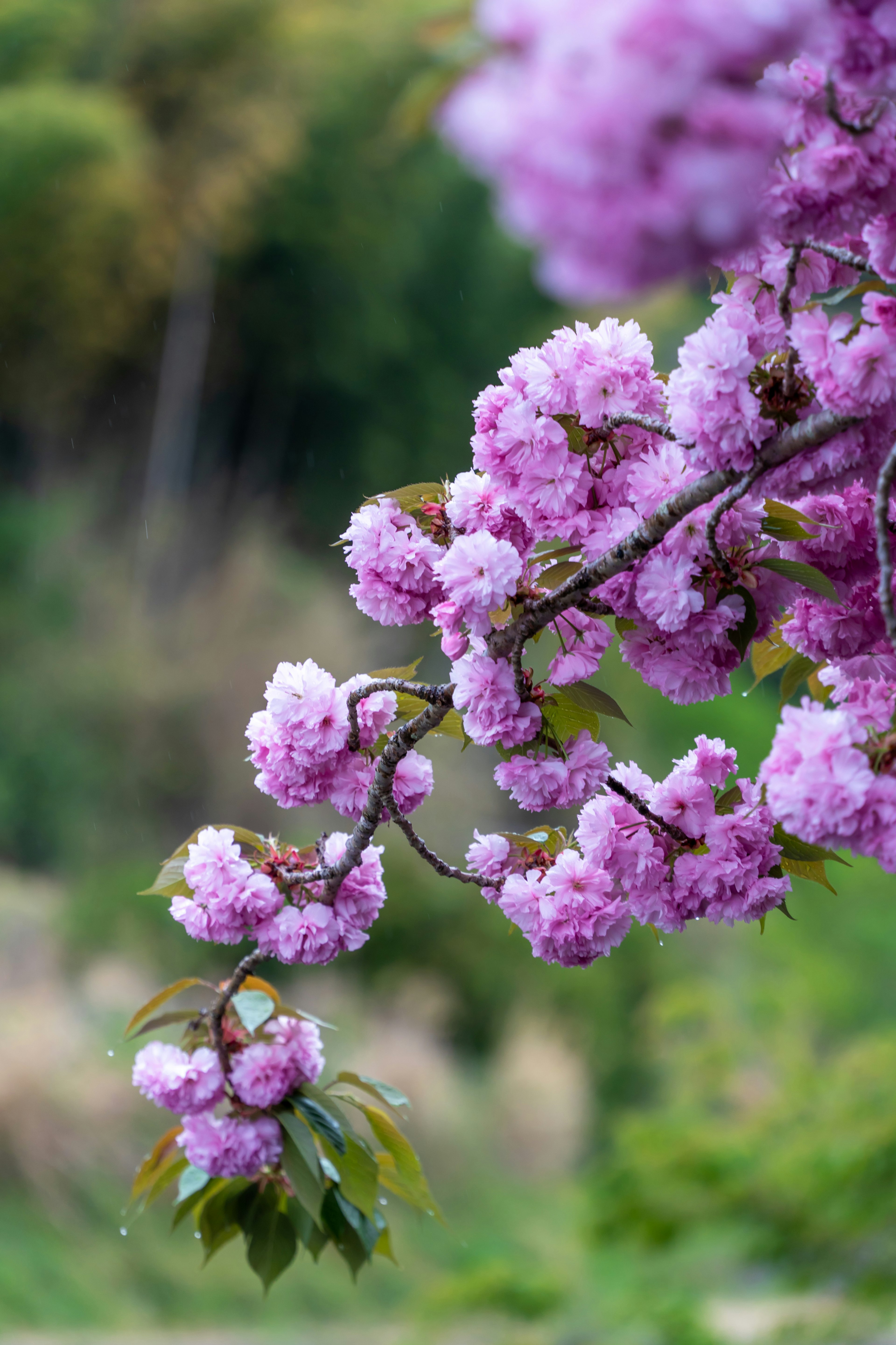 Close-up of a cherry blossom branch with pink flowers against a green background