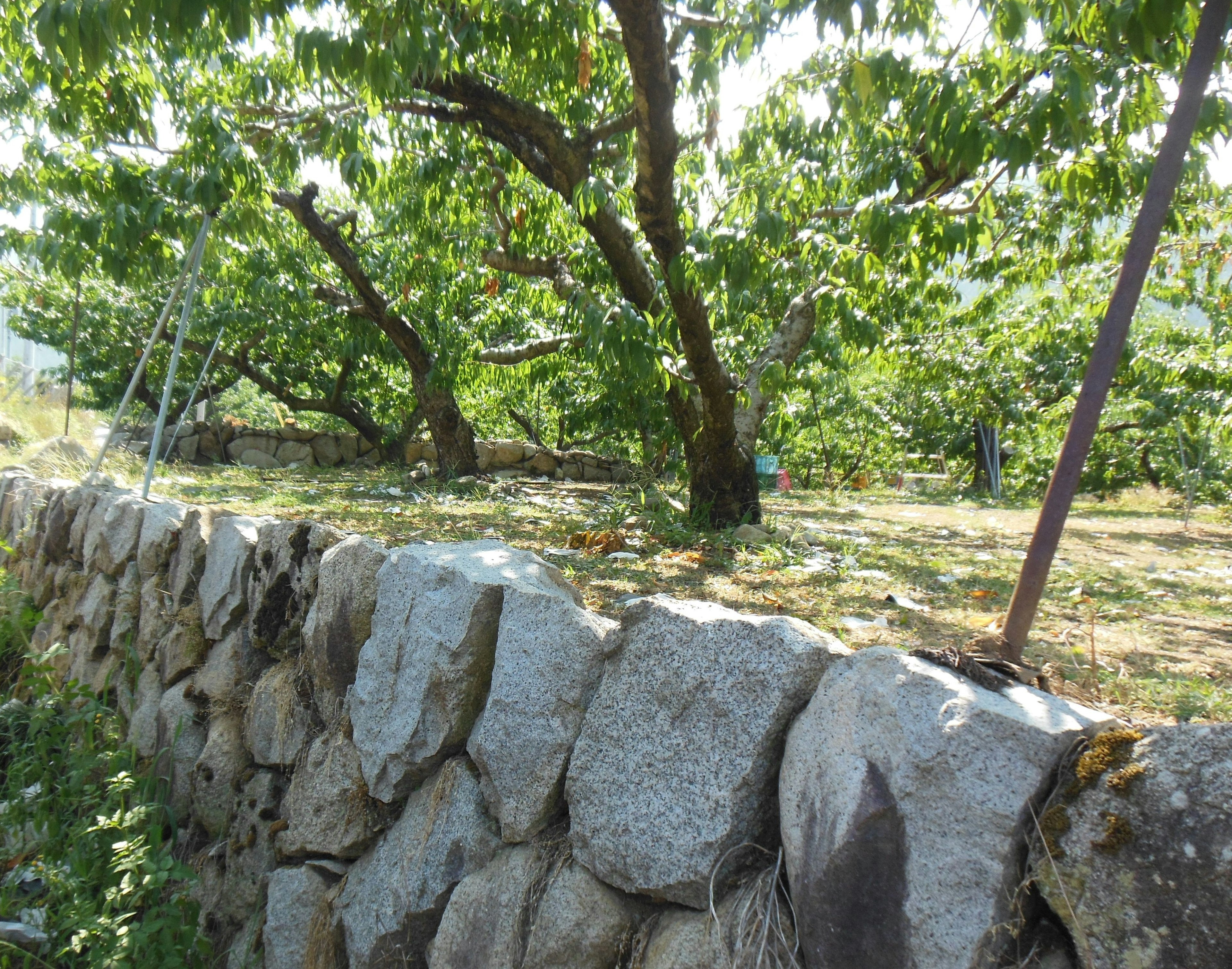 Paesaggio di un frutteto con muro di pietra alberi verdi sparsi