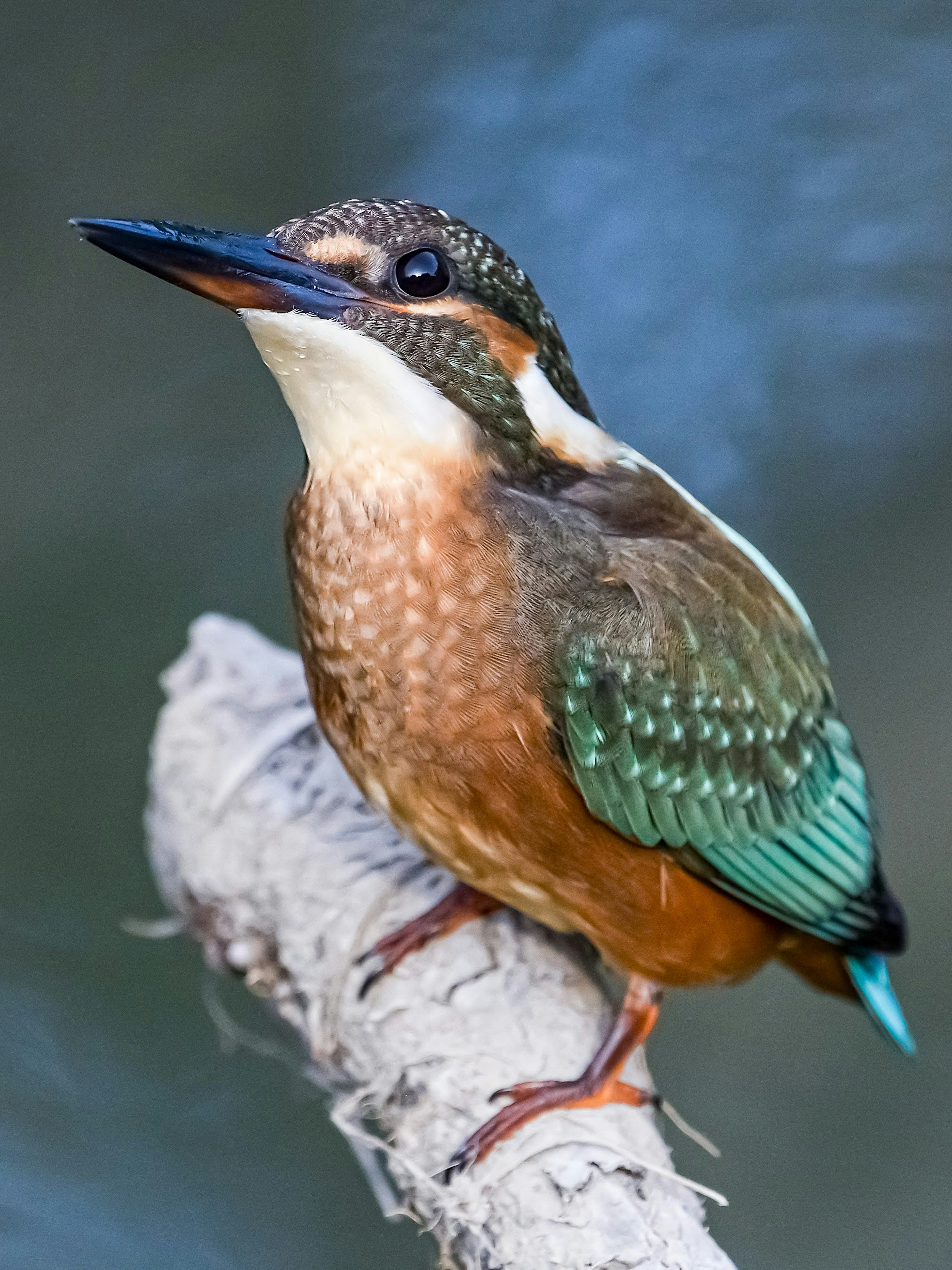 A kingfisher perched on a branch with a blurred water surface in the background