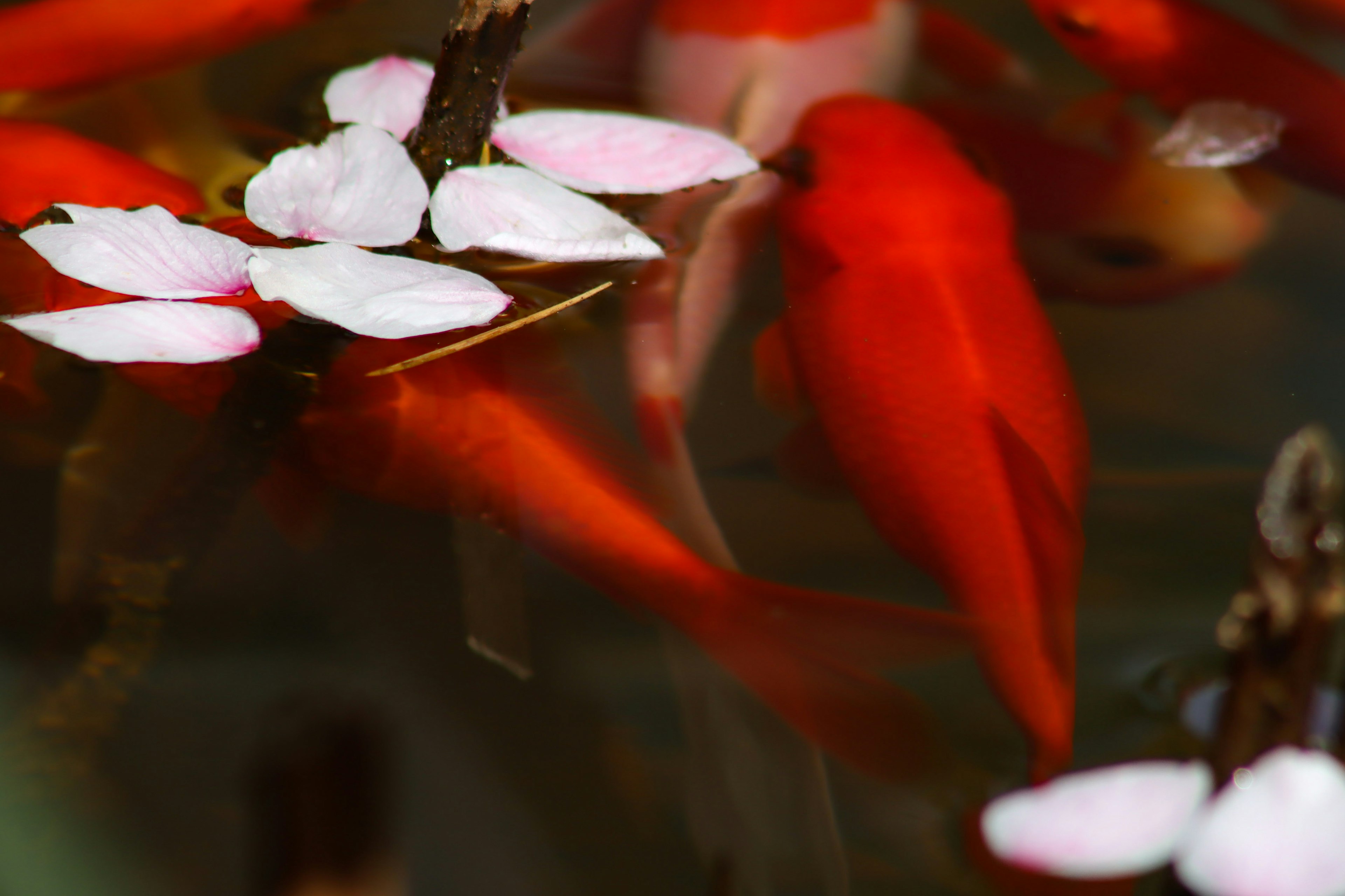 Vibrant red goldfish swimming among floating white petals