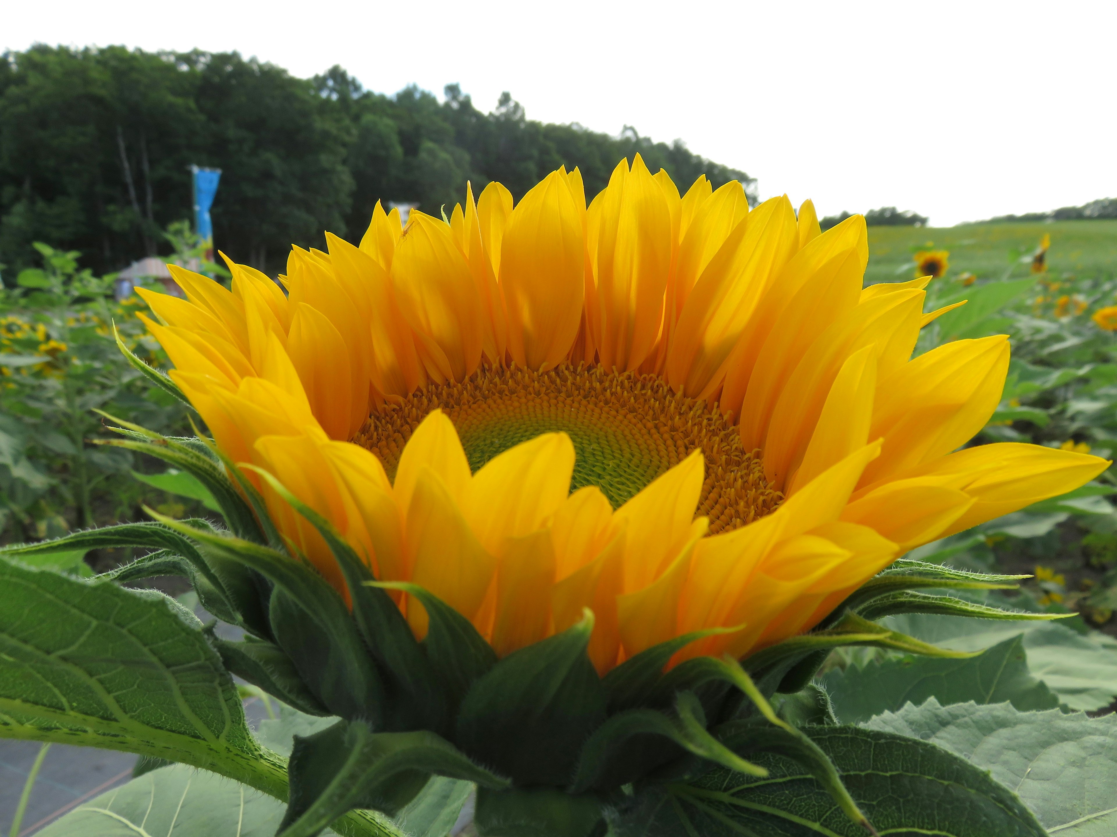 중앙에 생생한 노란 해바라기가 있고 배경에는 녹색 나무가 있다