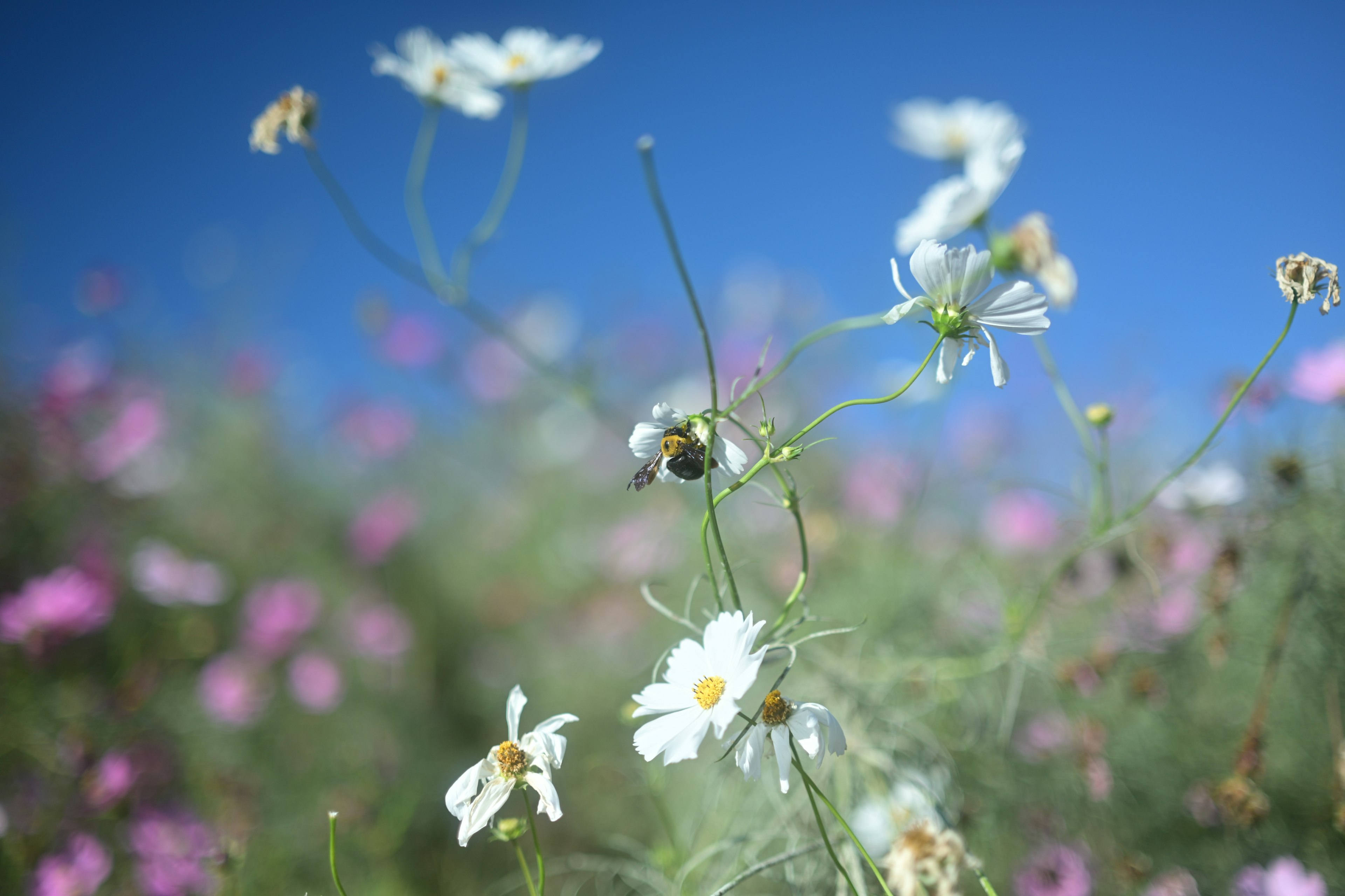 A field of white flowers and pink blooms under a clear blue sky