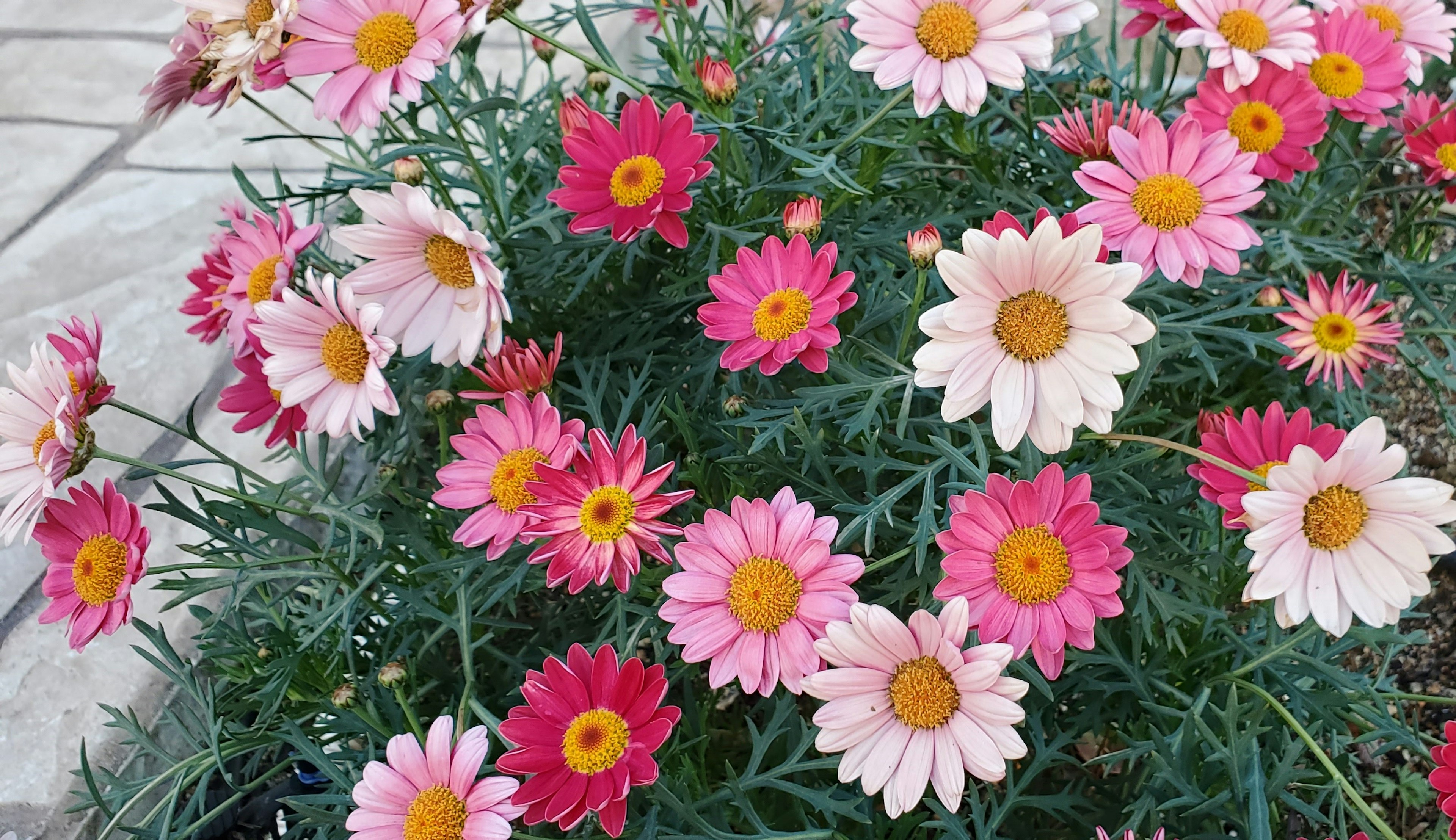 Acercamiento de flores coloridas en una planta