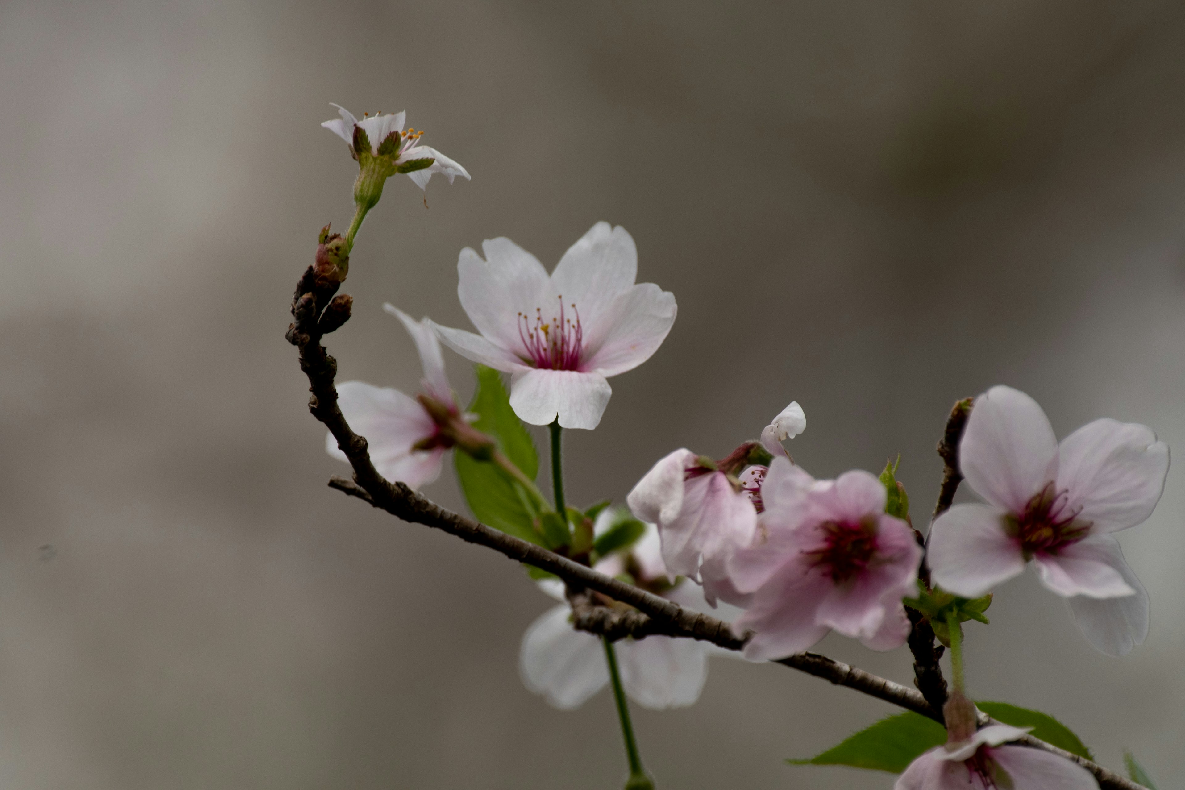 Close-up of cherry blossom branch with delicate pink flowers and green leaves