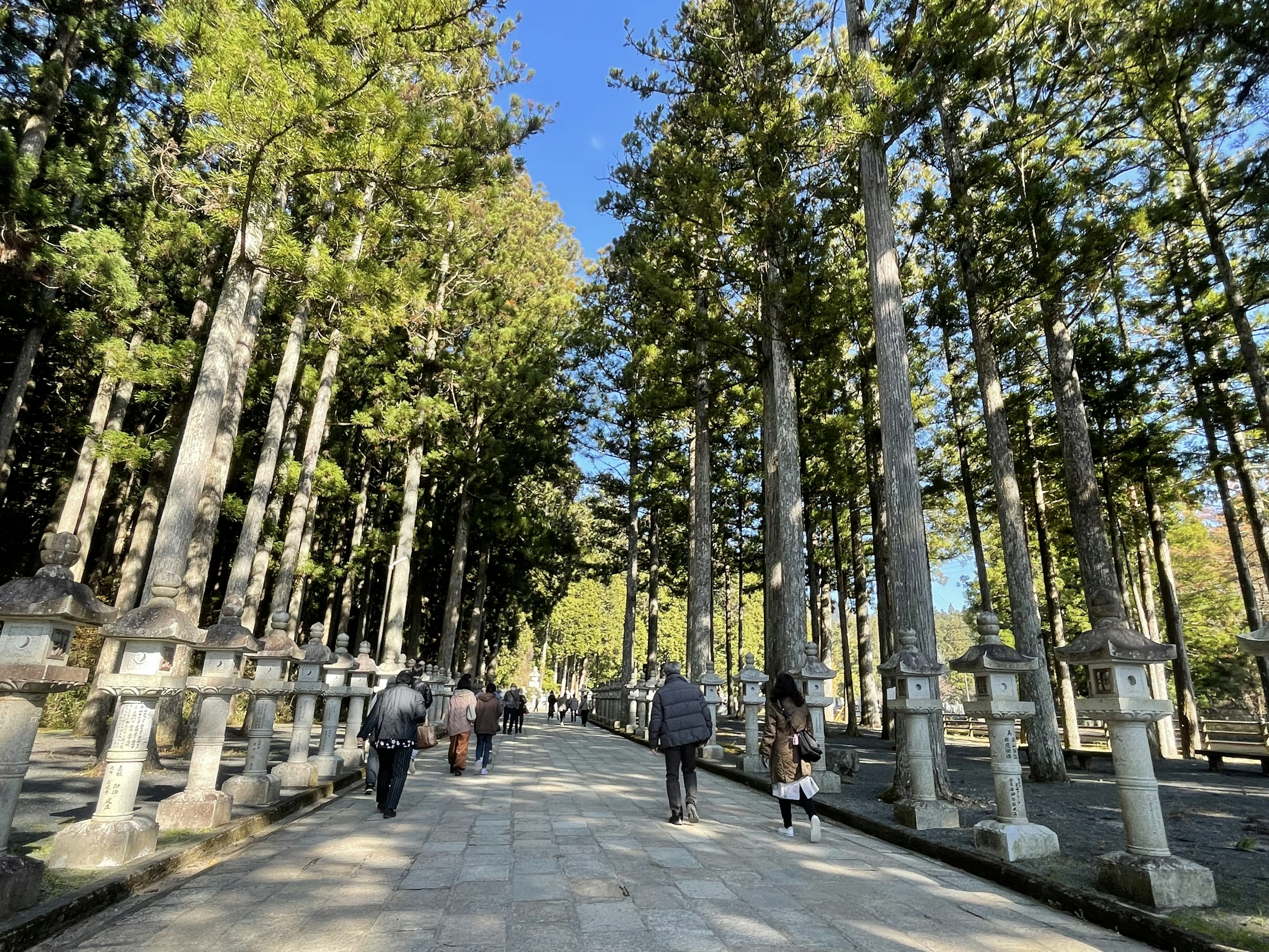 Sentier bordé de grands arbres et de visiteurs marchant