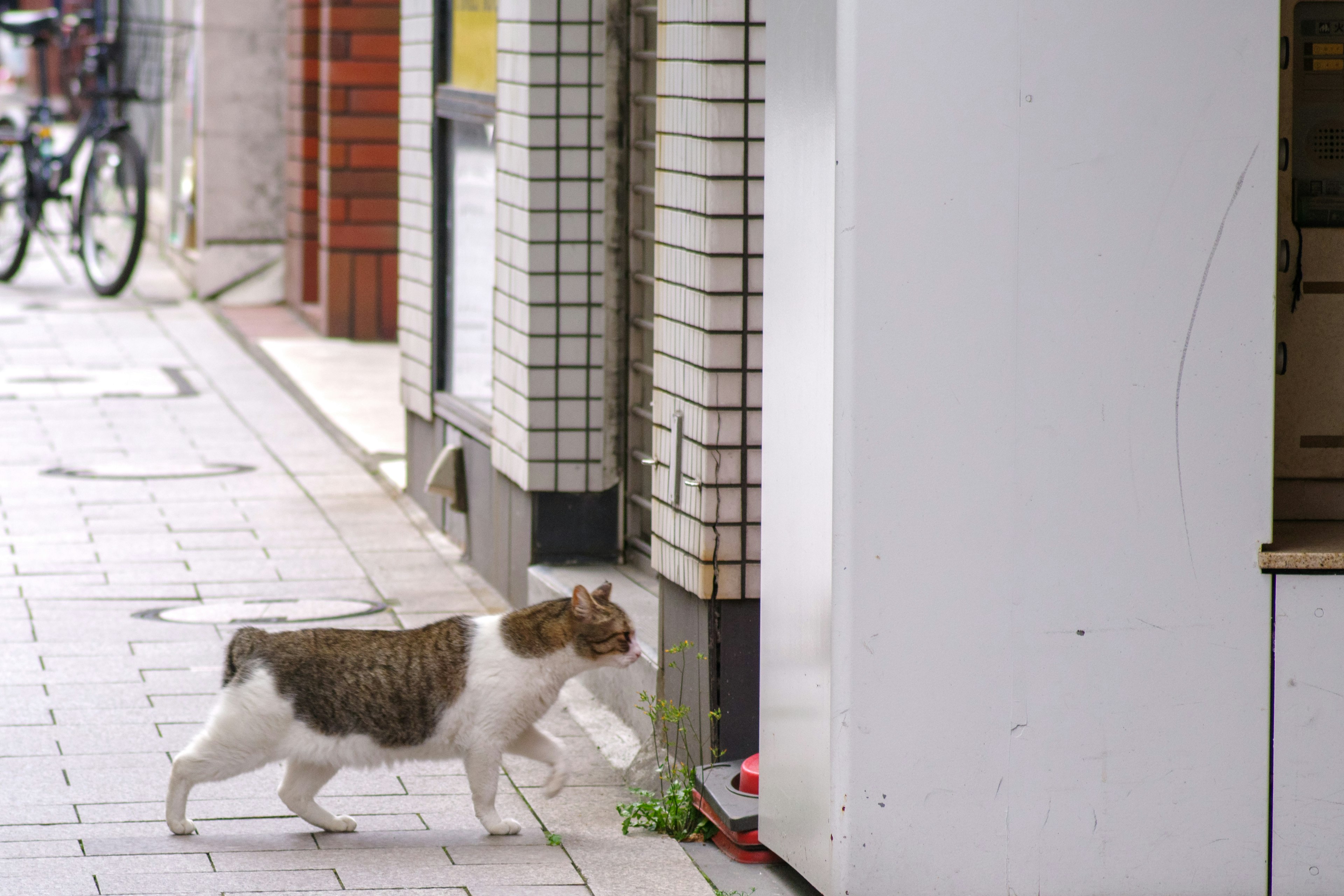 城市街道上行走的猫，背景有建筑和自行车