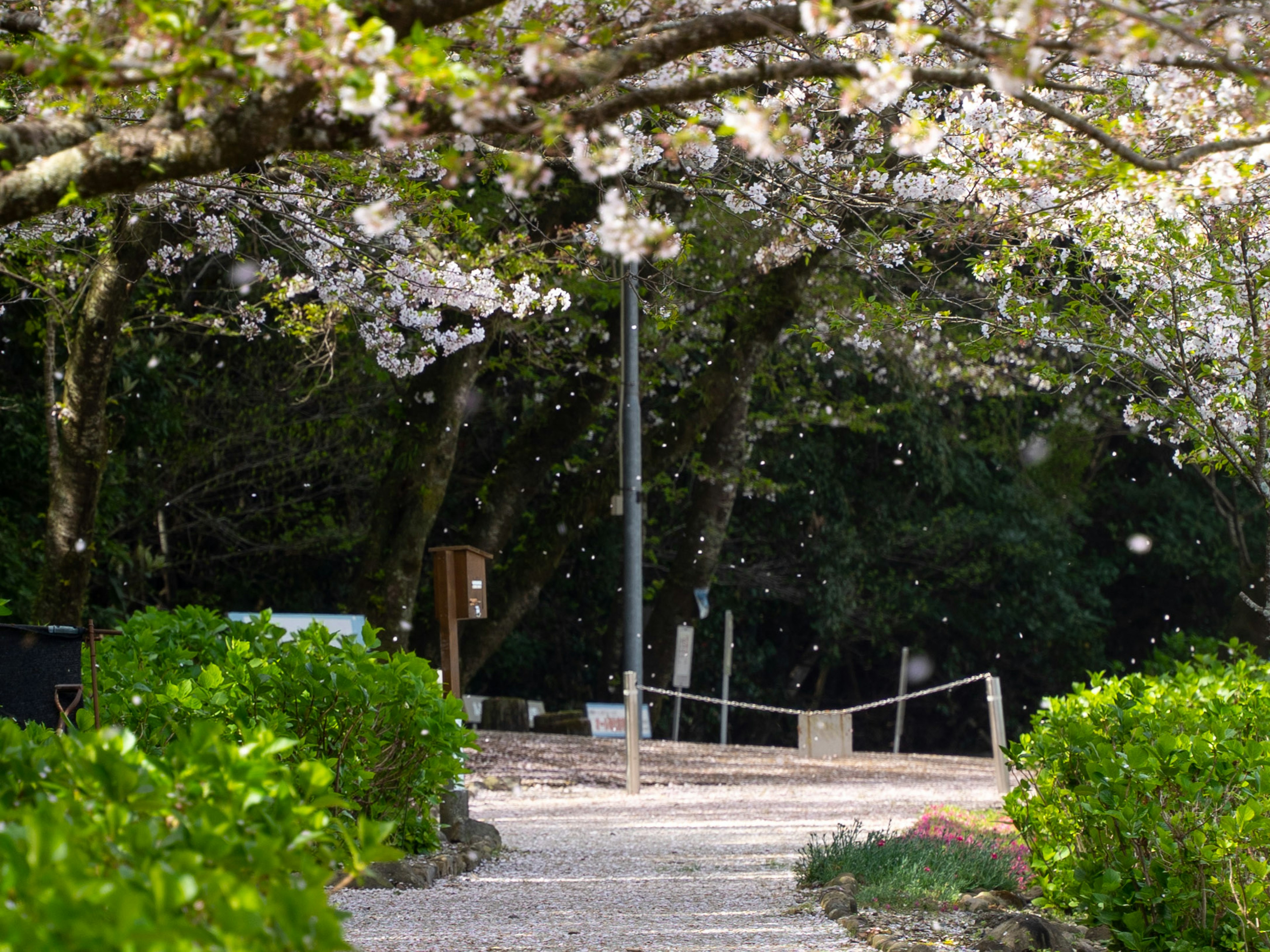 桜の花が咲く美しい公園の小道と緑の植物