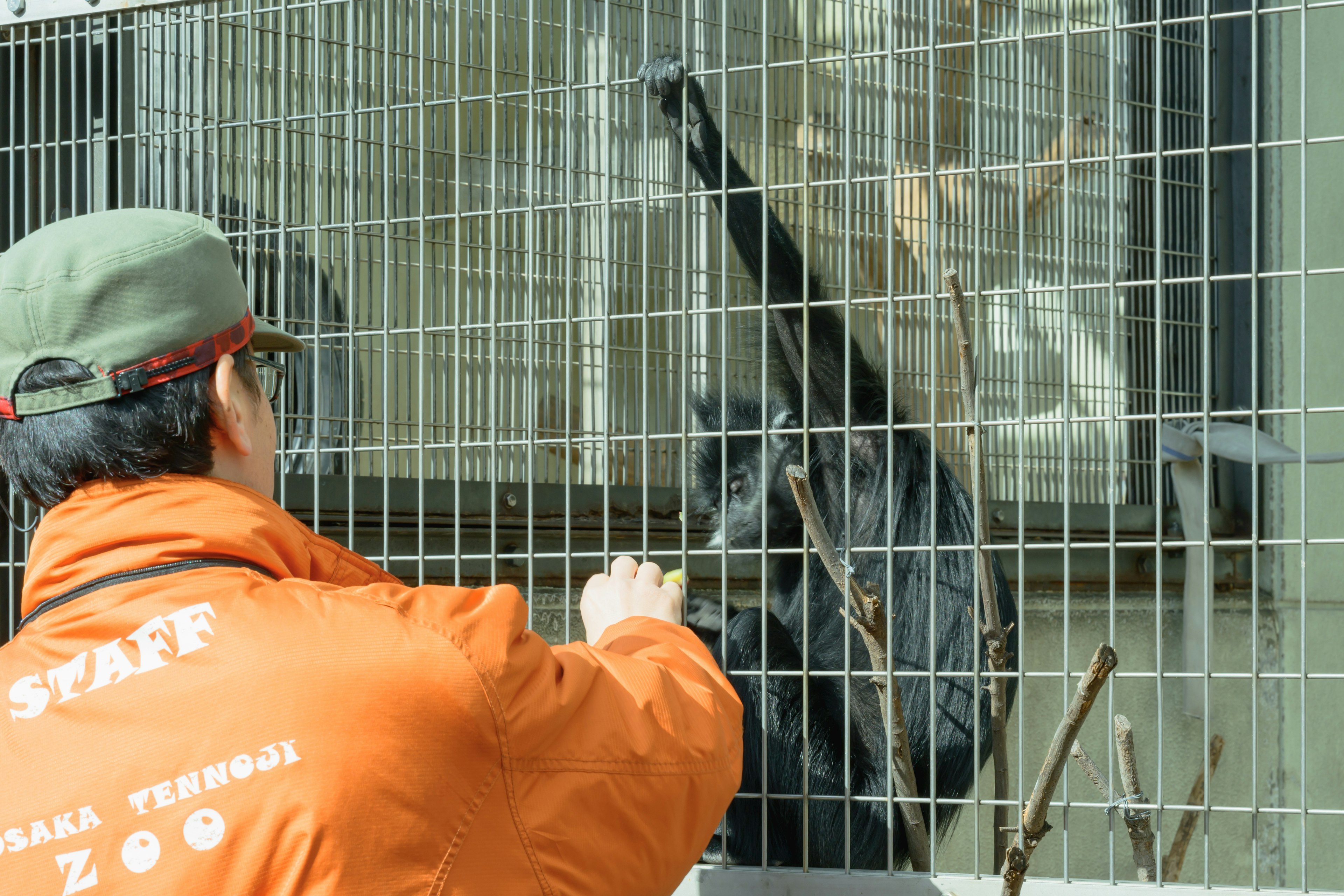 Un membro dello staff dello zoo che dà da mangiare a un animale attraverso la gabbia