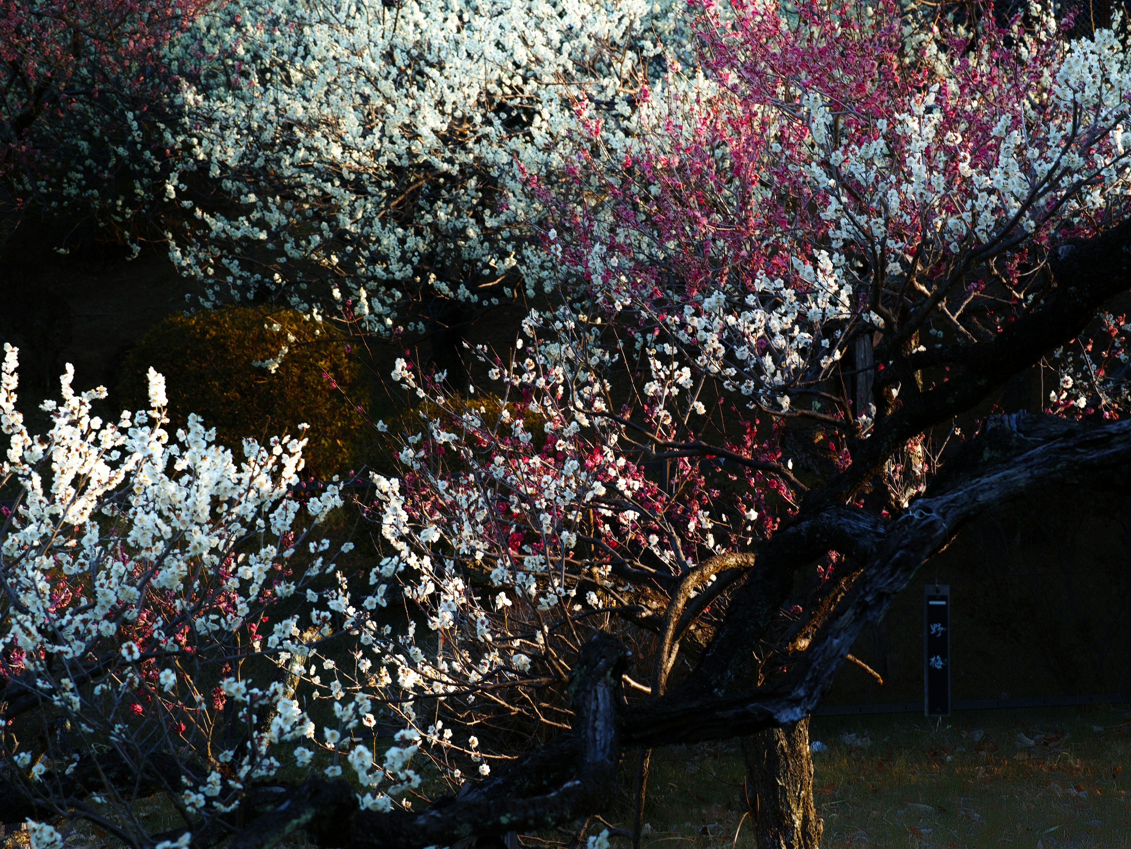 Primo piano di alberi con fiori bianchi e rosa vicino a una superficie d'acqua