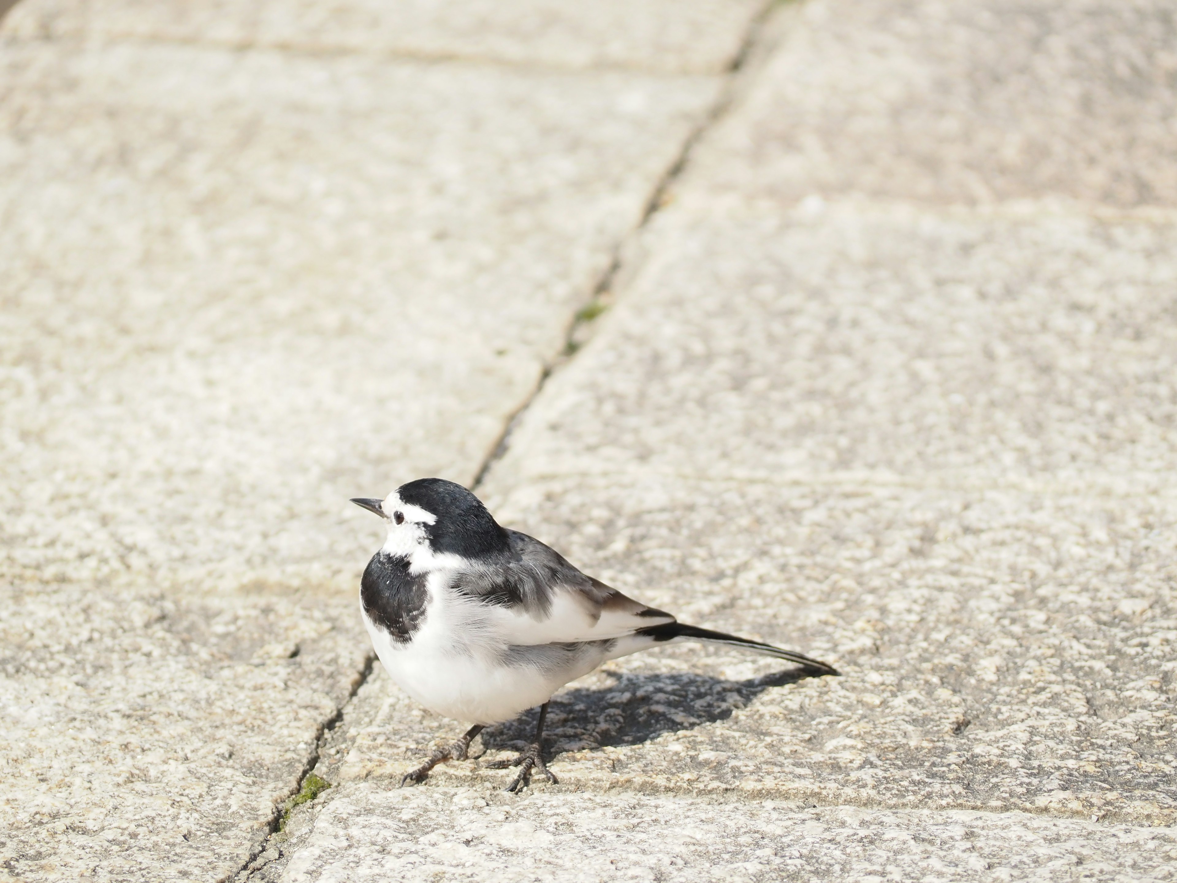 Un petit oiseau aux plumes noires et blanches se tenant sur un pavé en pierre