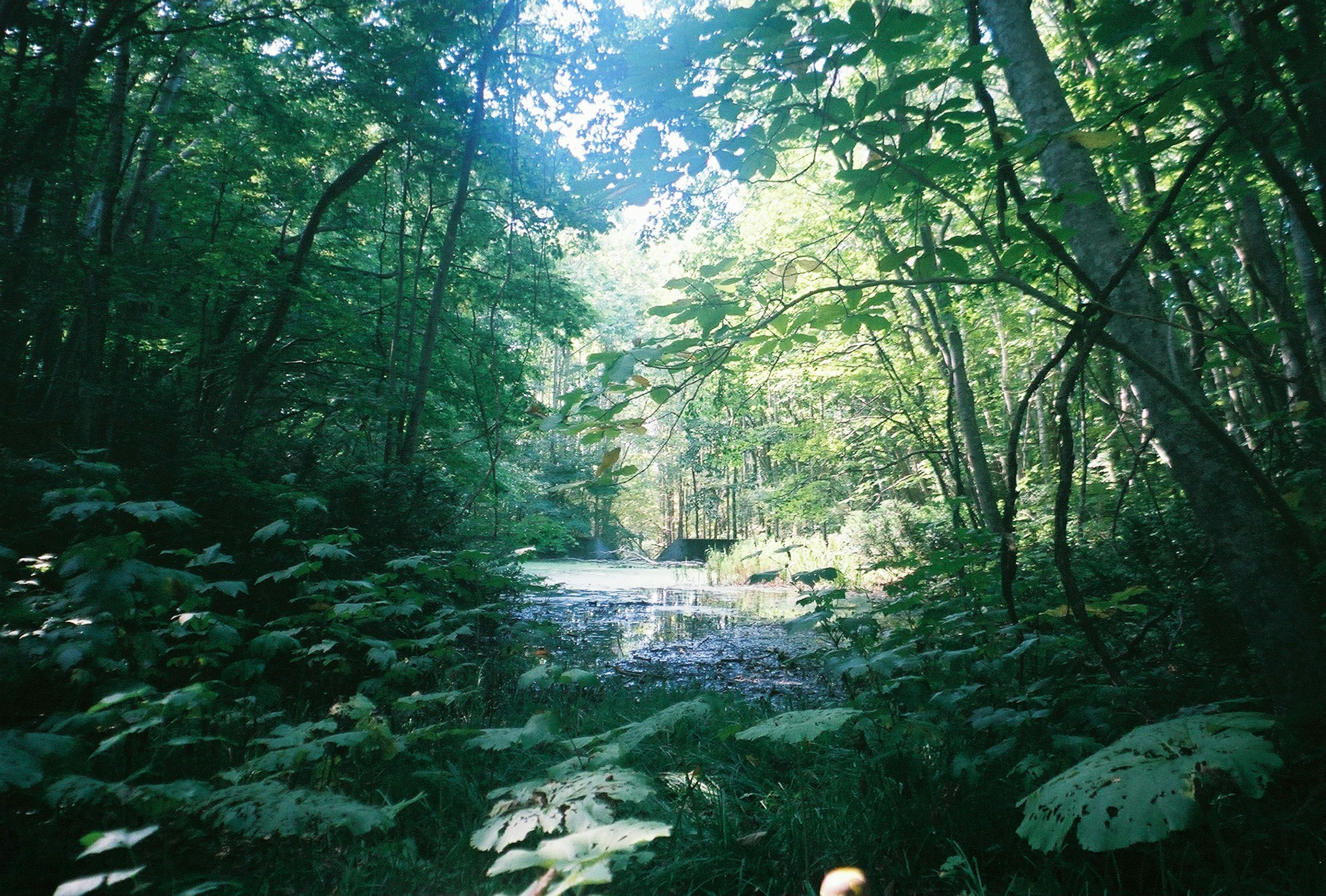 Un chemin paisible dans une forêt entourée de verdure luxuriante