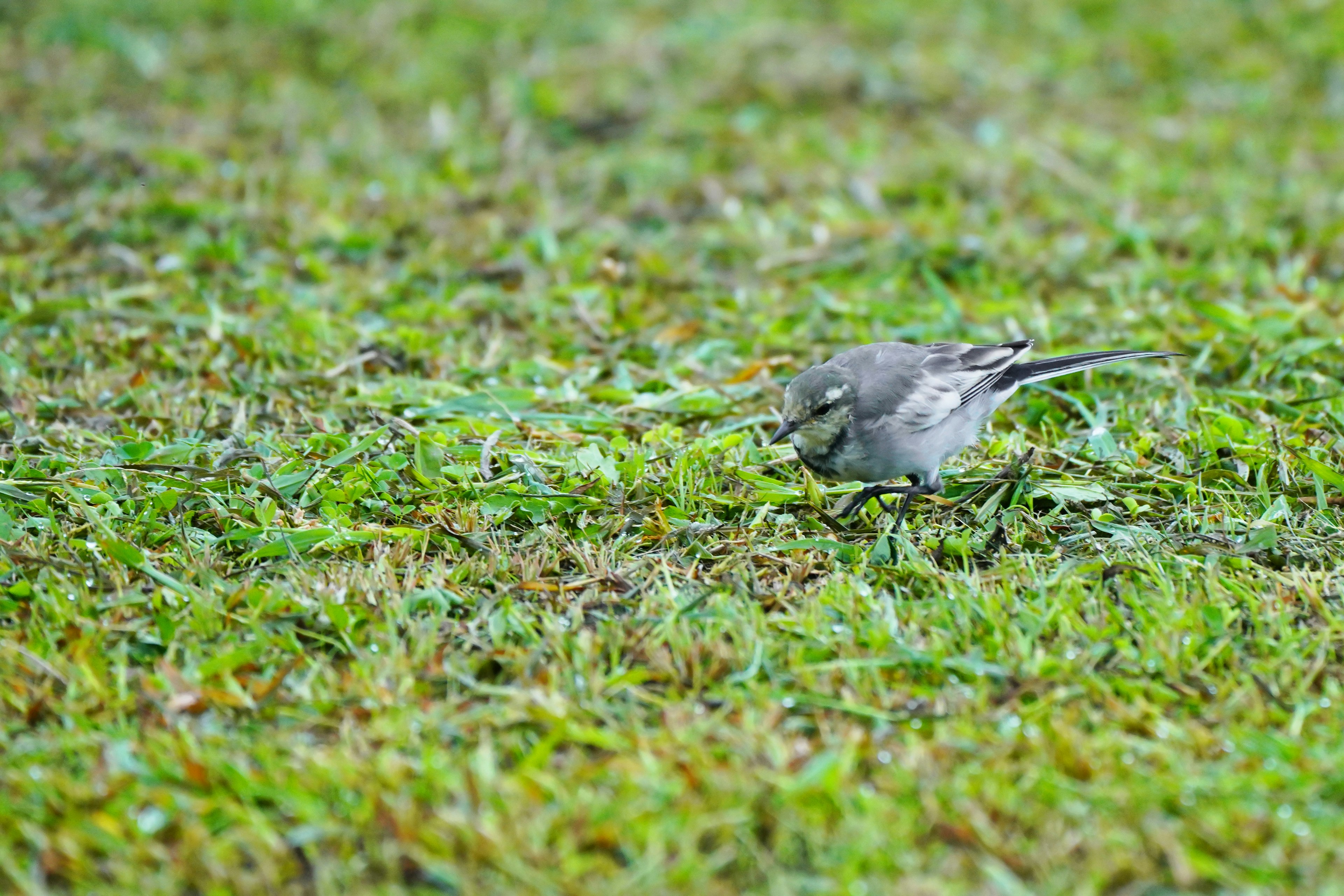 Un petit oiseau gris sur de l'herbe verte